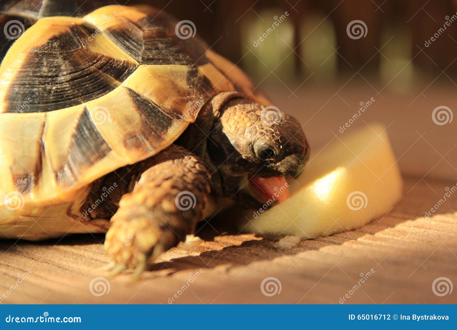 Little Turtle Eating an Apple Stock Photo Image of little, beautiful