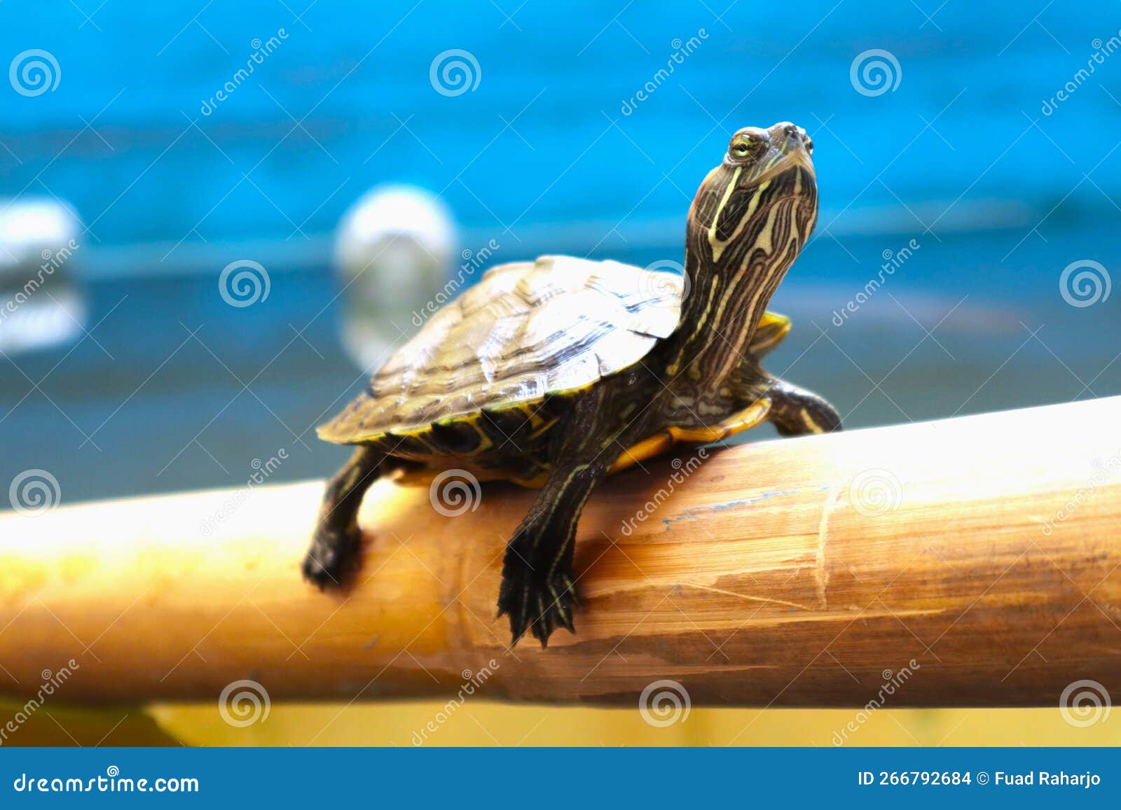 Little Turtle is Lying on the Bamboo Stock Photo - Image of turtle ...