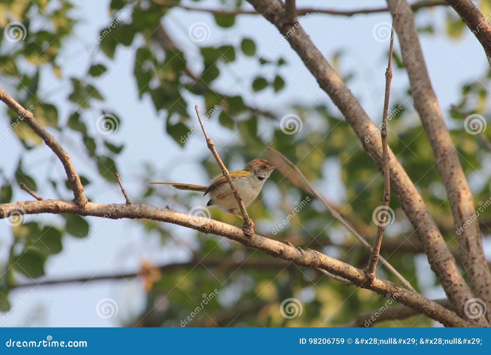 Little warbler stock image. Image of birds, captured 98206759