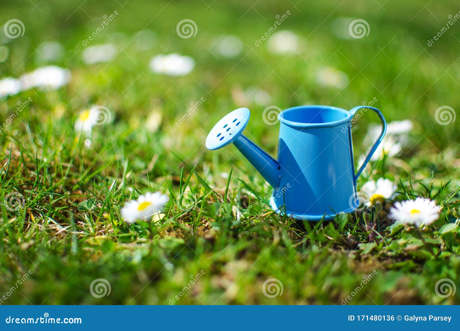 Little Watering Pot with Water and Flowers Stock Photo Image of
