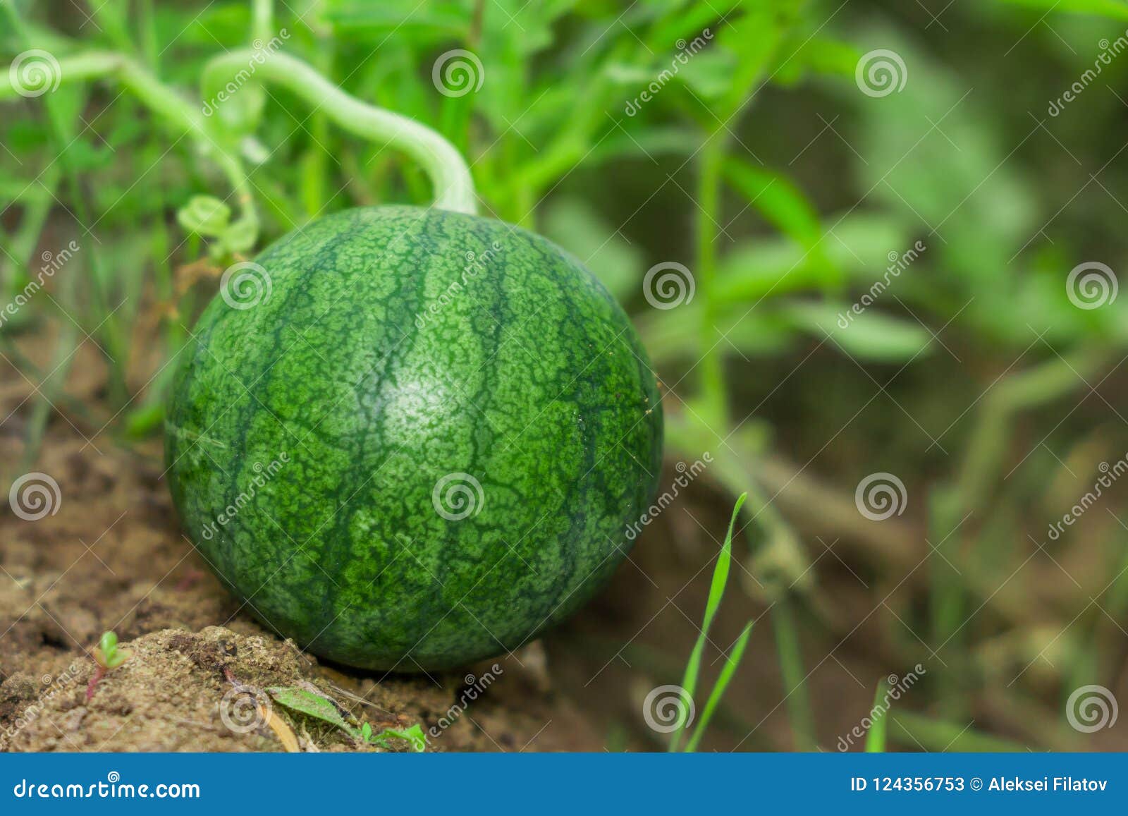 Small Watermelon In The Garden Stock Image Image Of Growing