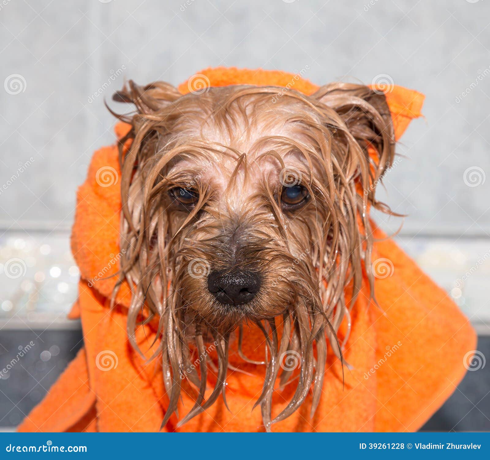 Little Wet Yorkshire Terrier with Orange Towel Stock Photo Image of medicine, dogs 39261228