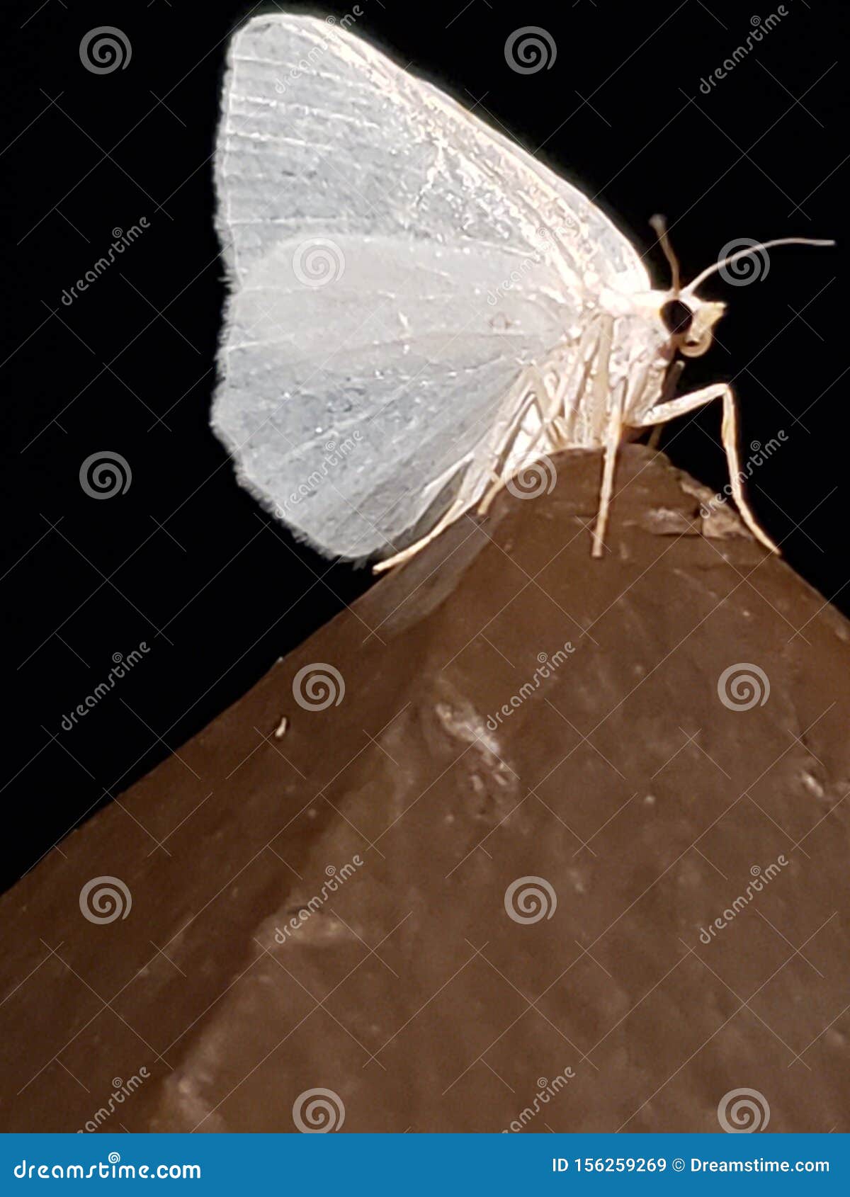 Little White Butterfly in the Night Stock Image Image of white