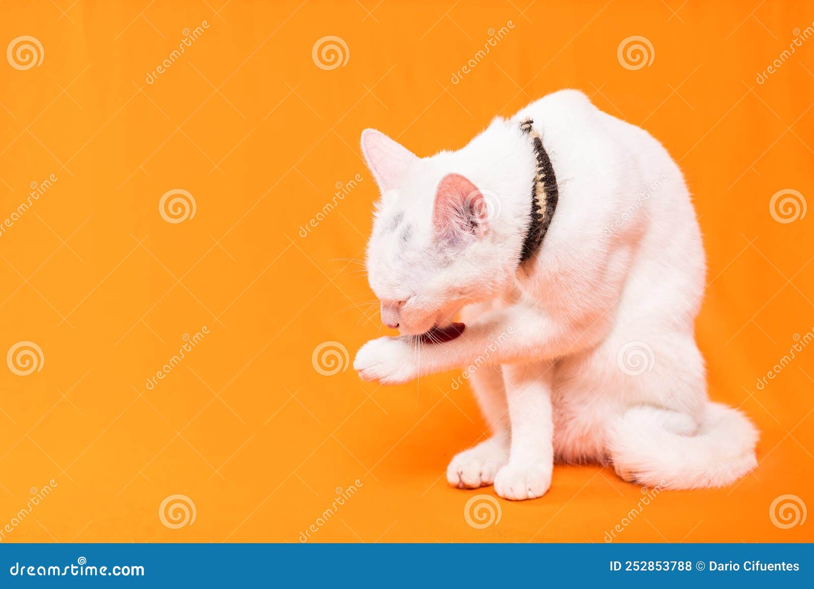 little white cat grooms itself on an orange background