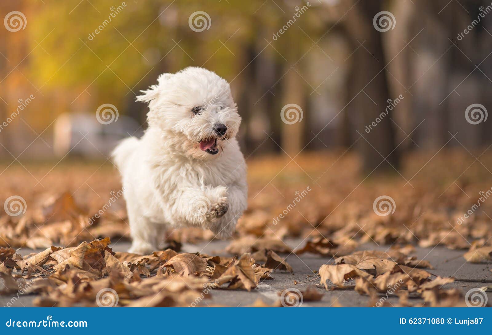 little white dog run in park