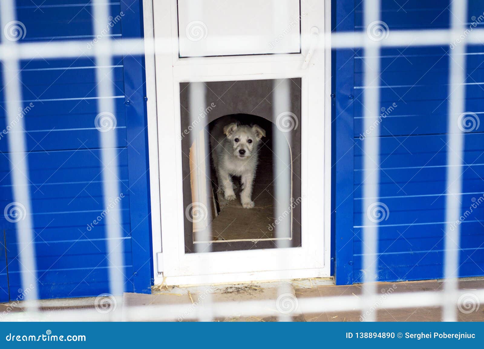 dog shelter house