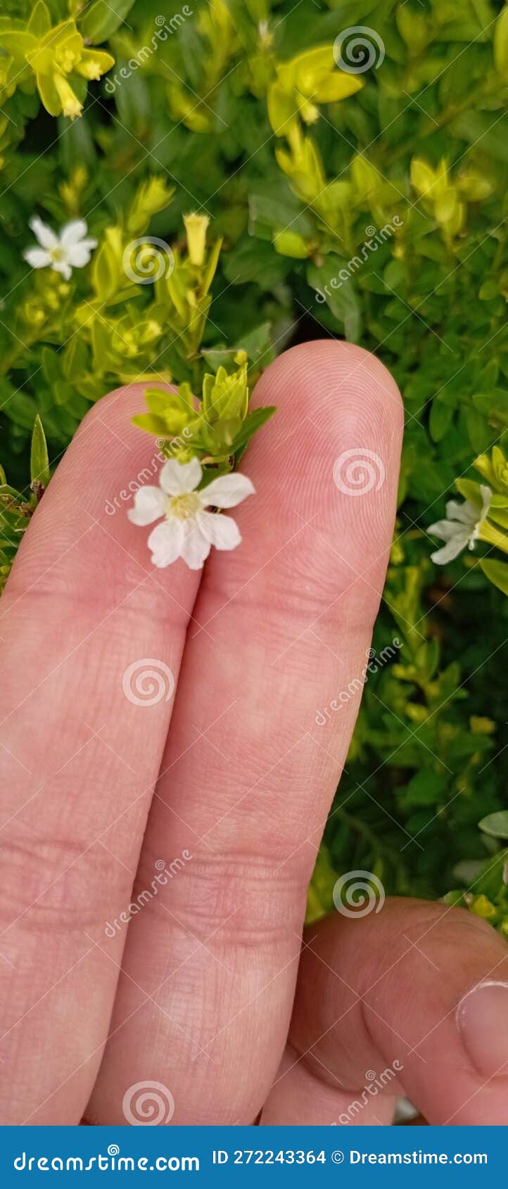 Little White Flower & X28;Bunga Tepi Jalan& X29; Stock Photo Image of