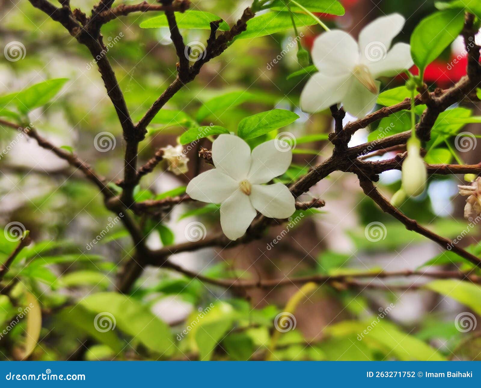 The Little White Flower Hanging from the Tree Stock Photo Image of