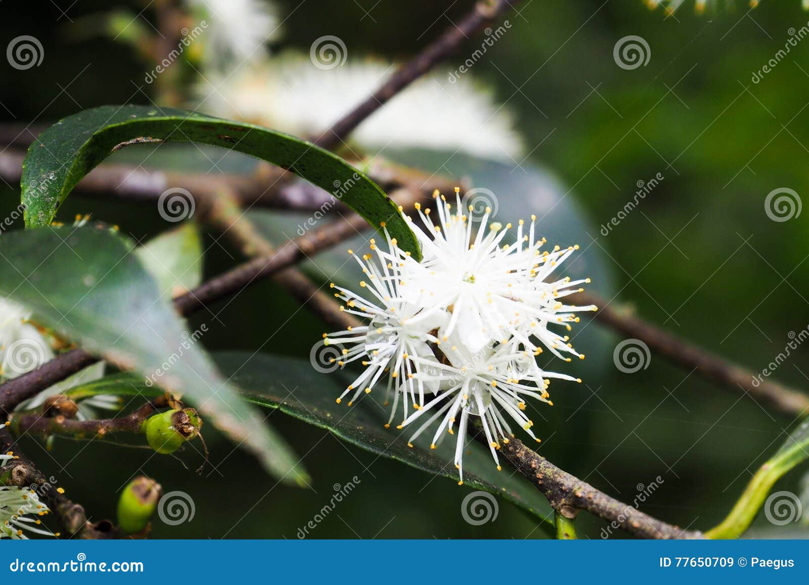 The little white flowers stock image. Image of summer 77650709