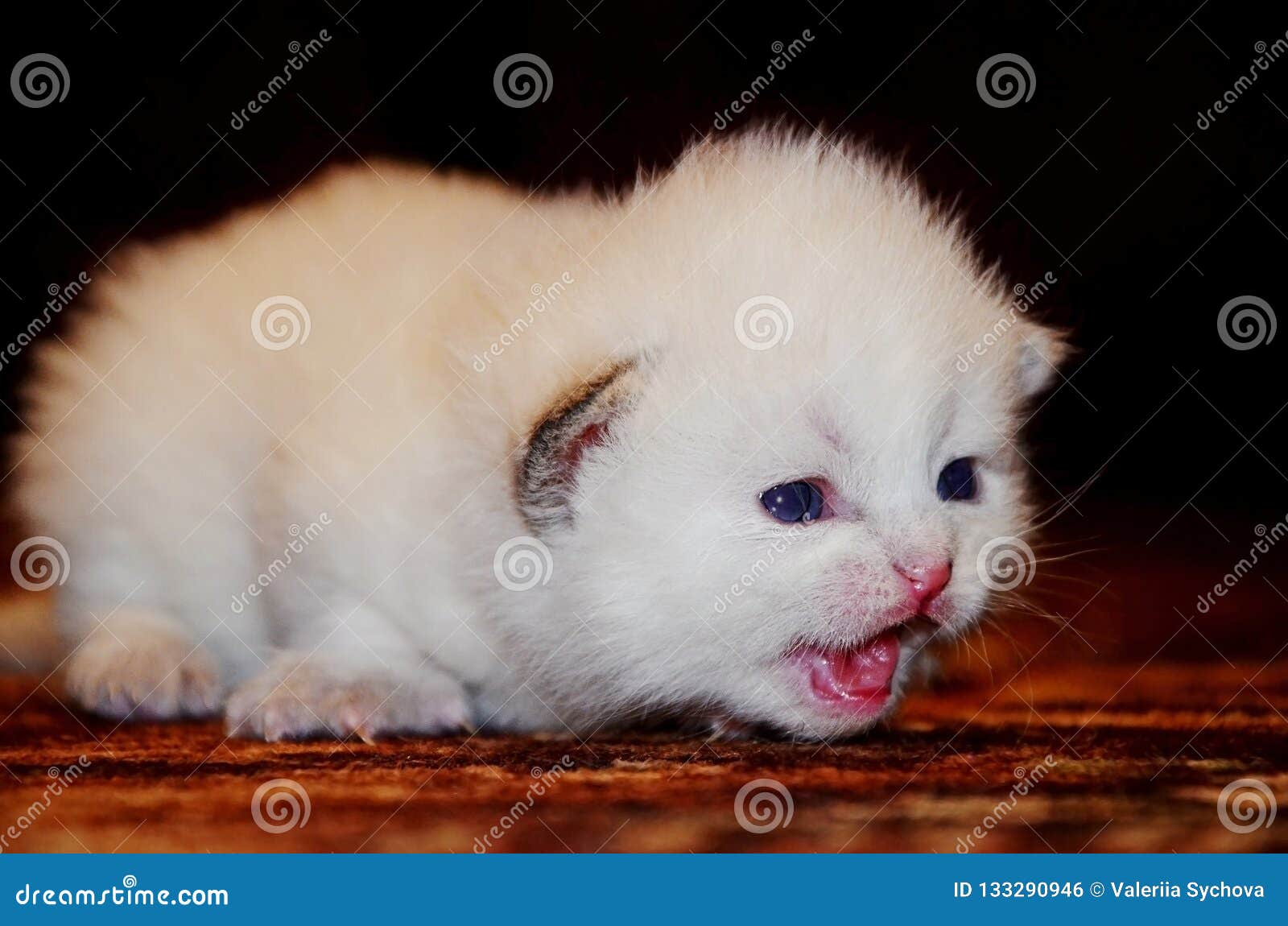 white fluffy kitten