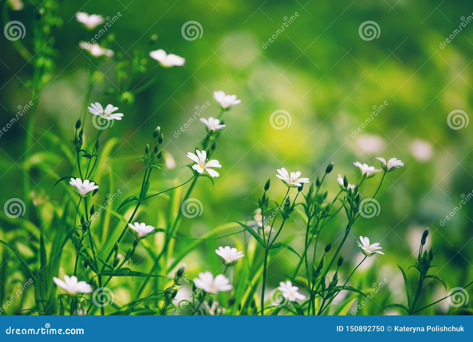 Little White Forest Flowers, Beautiful Summertime Floral Background,  Selective Focus Stock Photo - Image of flower, white: 150892750