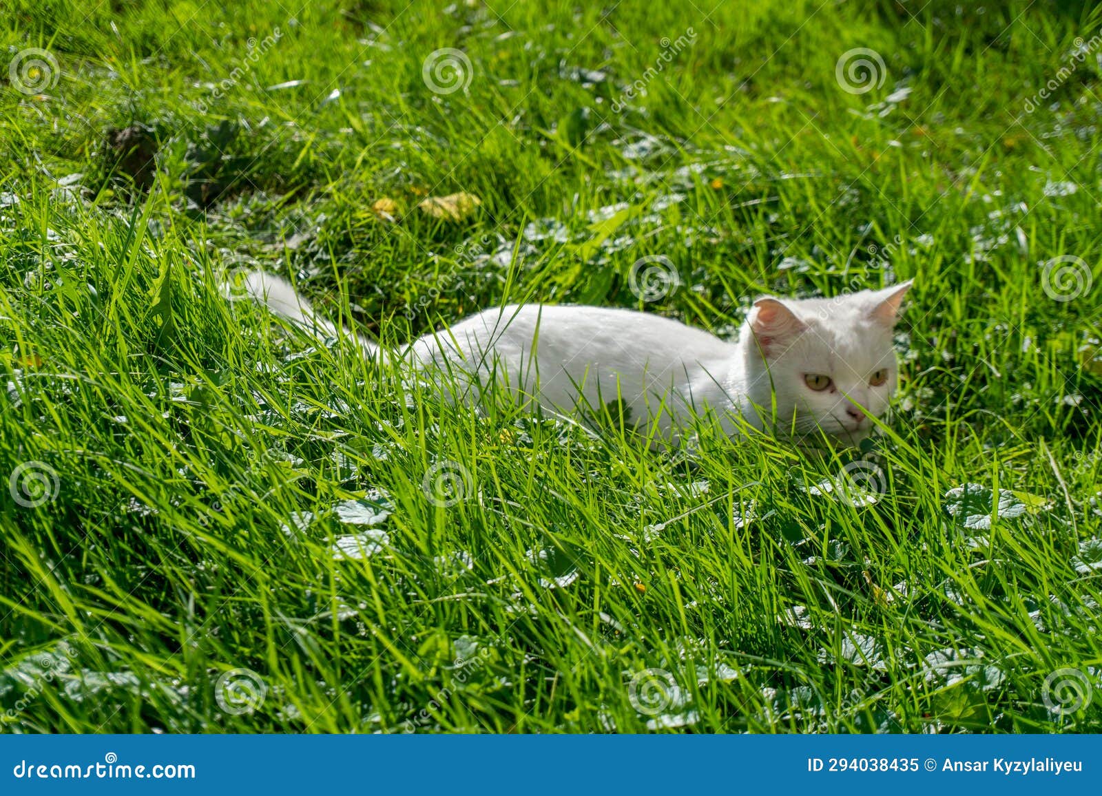 A Little White Kitten is Playing and Frolicking in the Green Grass. a