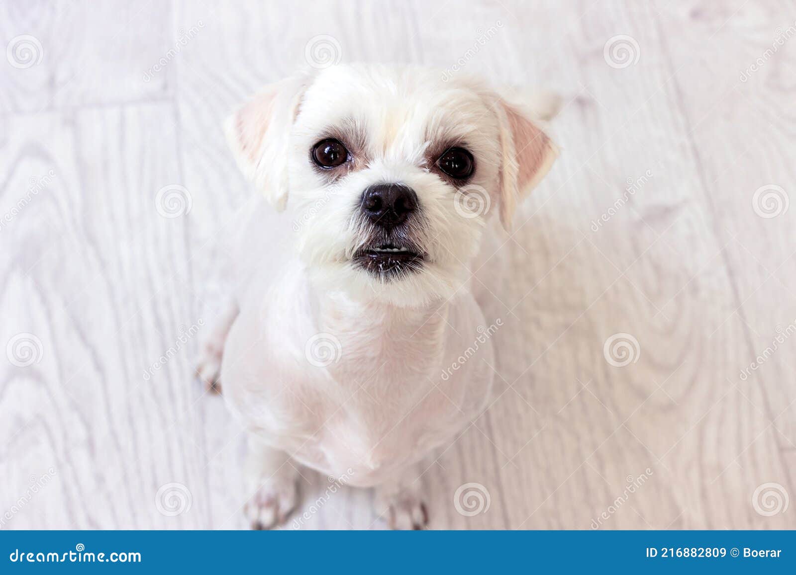 Little White Maltese Dog with Cut Hair Sitting on the Floor and Looking  Straight Up. Stock Image - Image of doggy, cute: 216882809