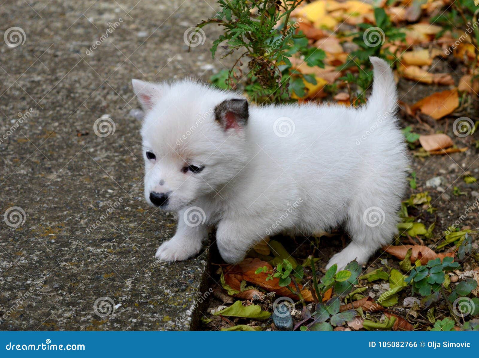 Little white puppy stock photo. Image of puppy, eyes 105082766