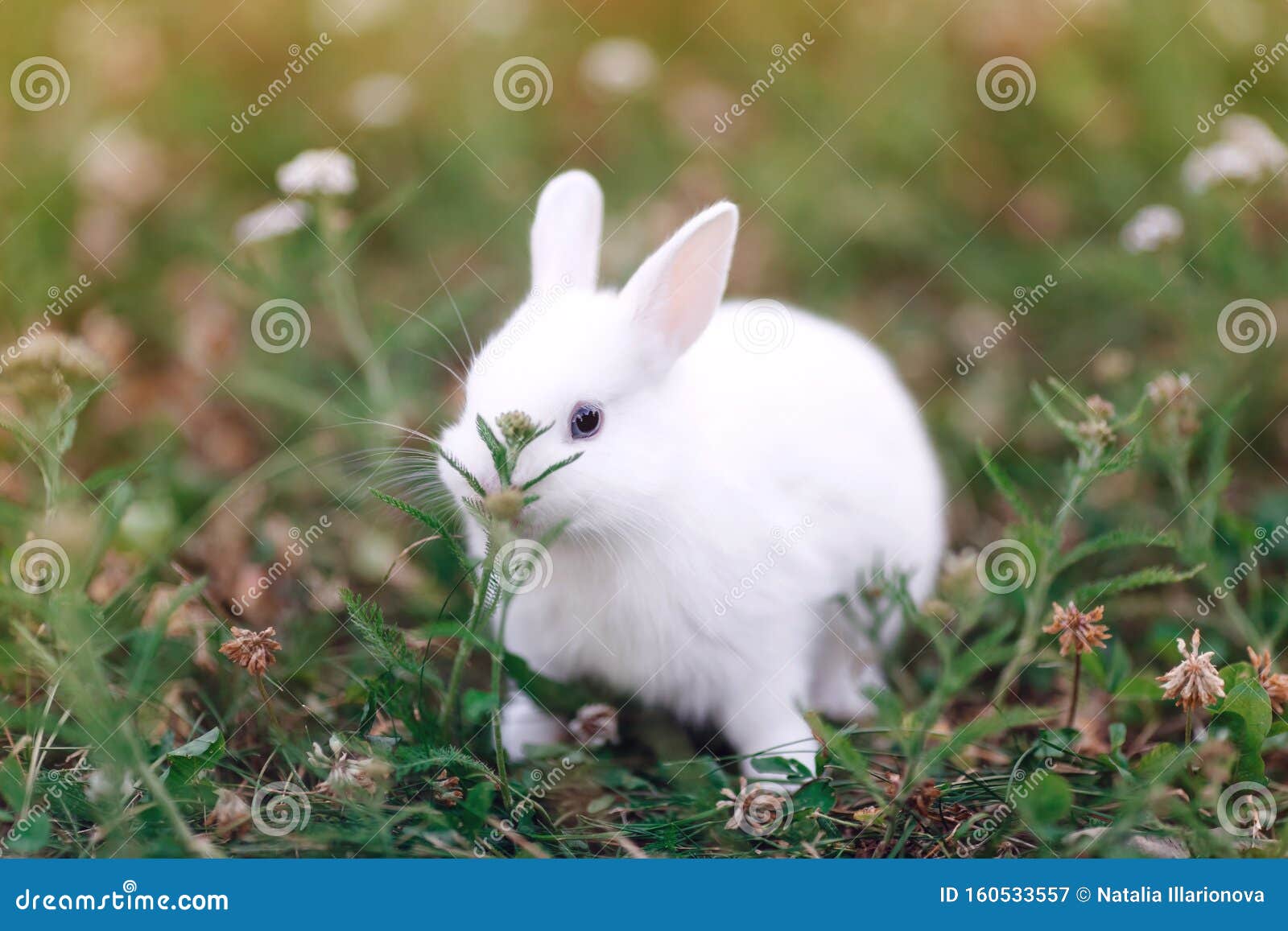 2,703 Blue Eyes Rabbit Stock Photos - Free & Royalty-Free Stock Photos from  Dreamstime