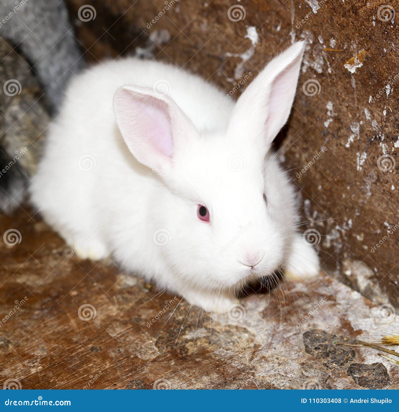 2,703 Blue Eyes Rabbit Stock Photos - Free & Royalty-Free Stock Photos from  Dreamstime