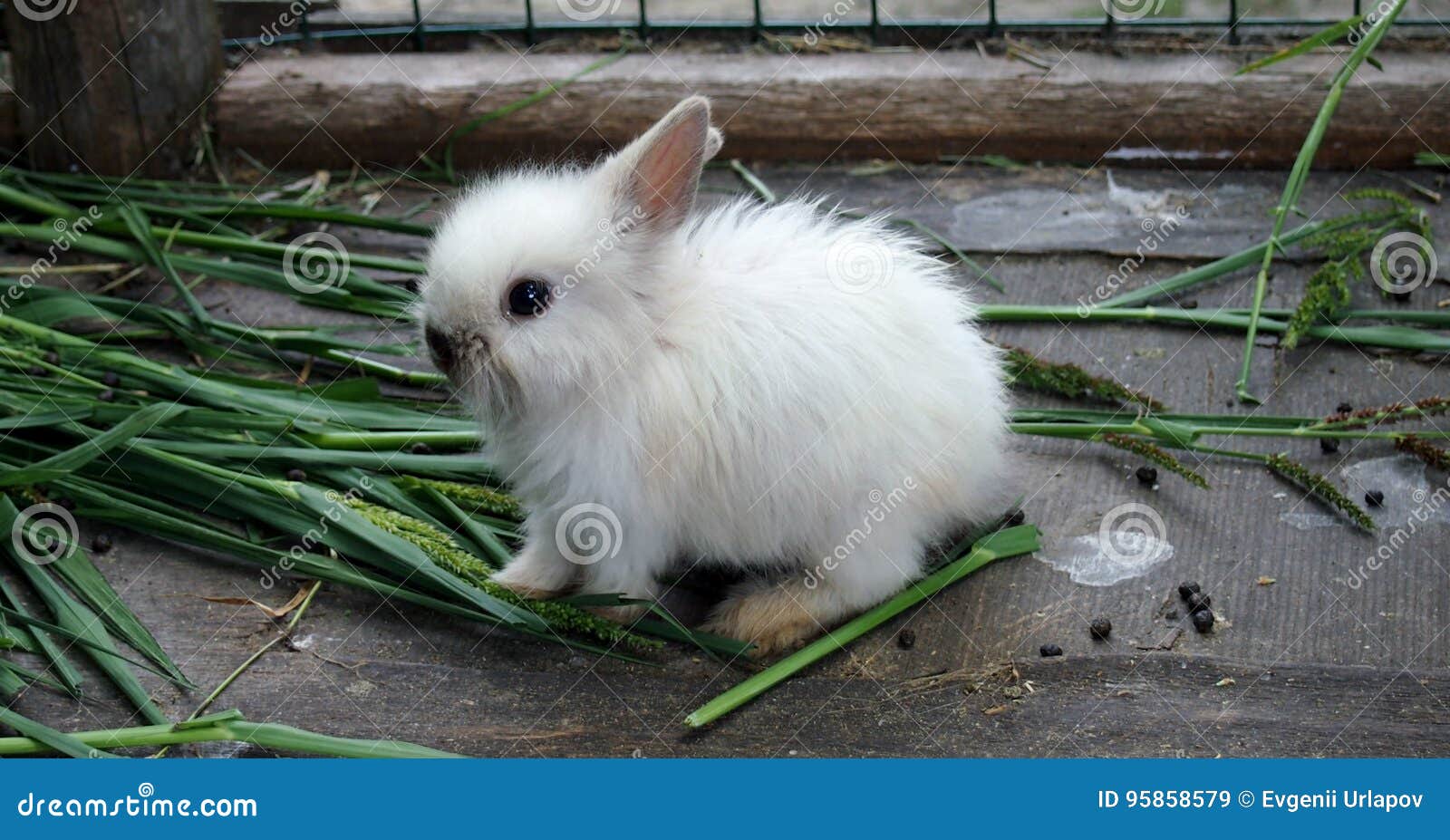 big fluffy rabbit