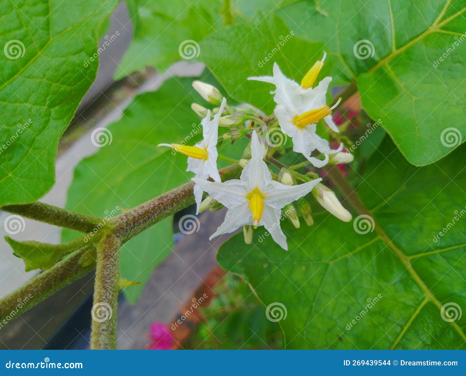 Little White Yellow Eggplant Flowers Stock Photo Image of herb, white