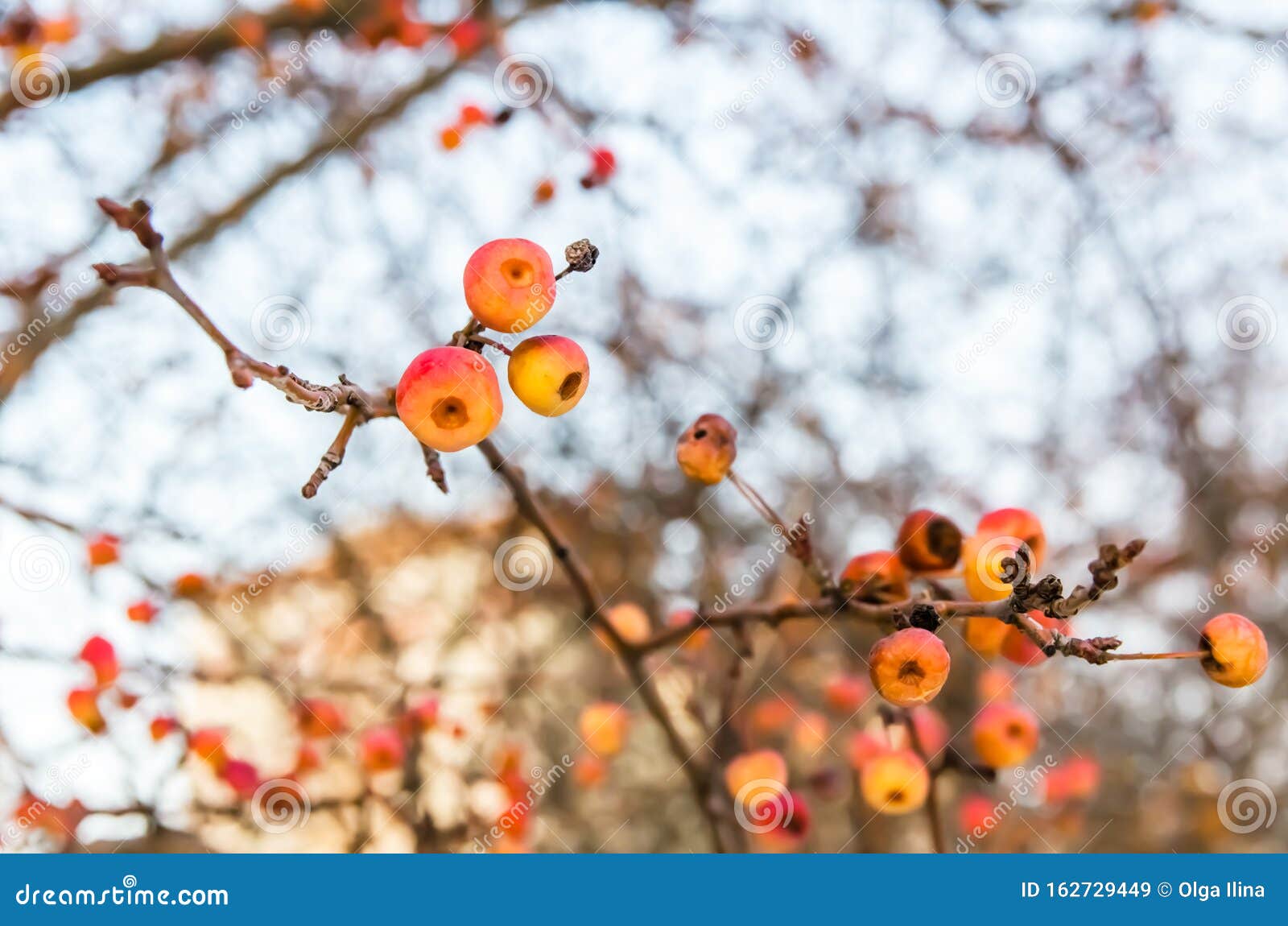 Little Wild Yellow Apples on a Branch Stock Image - Image of natural ...