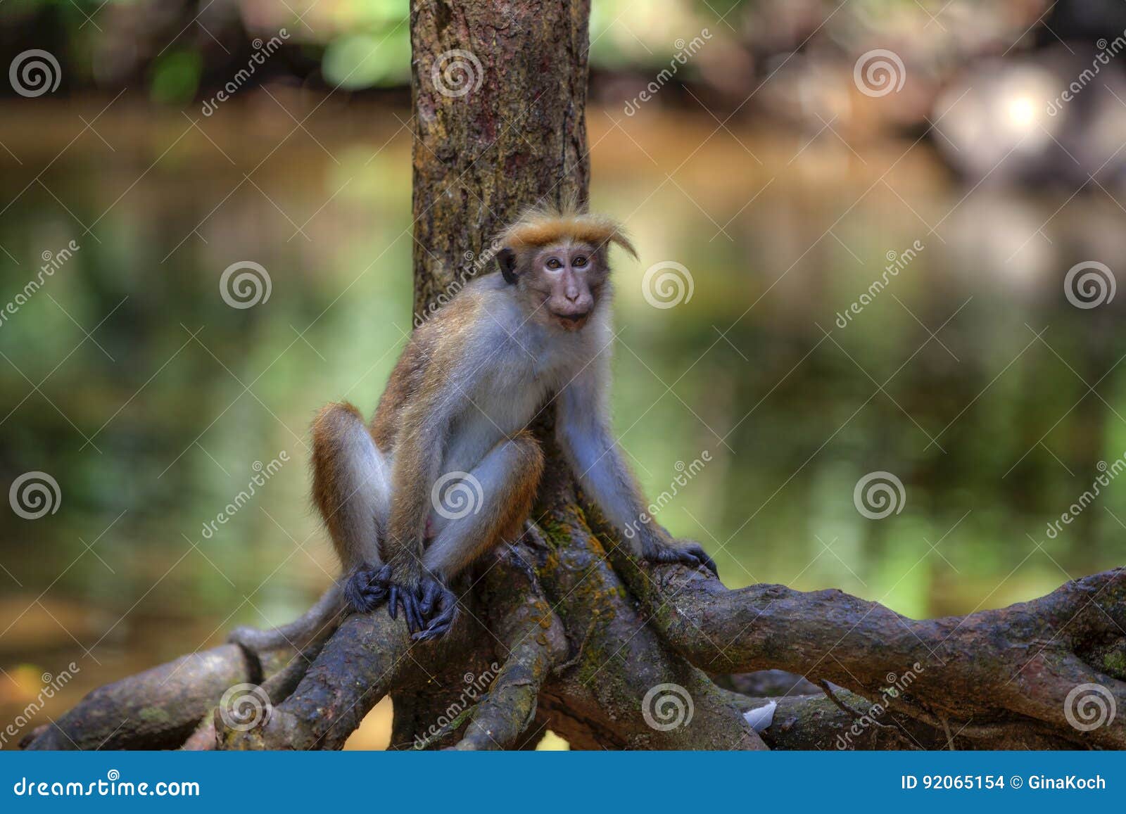 little wilde green monkeys or guenons characterize the landscape of the rainforests