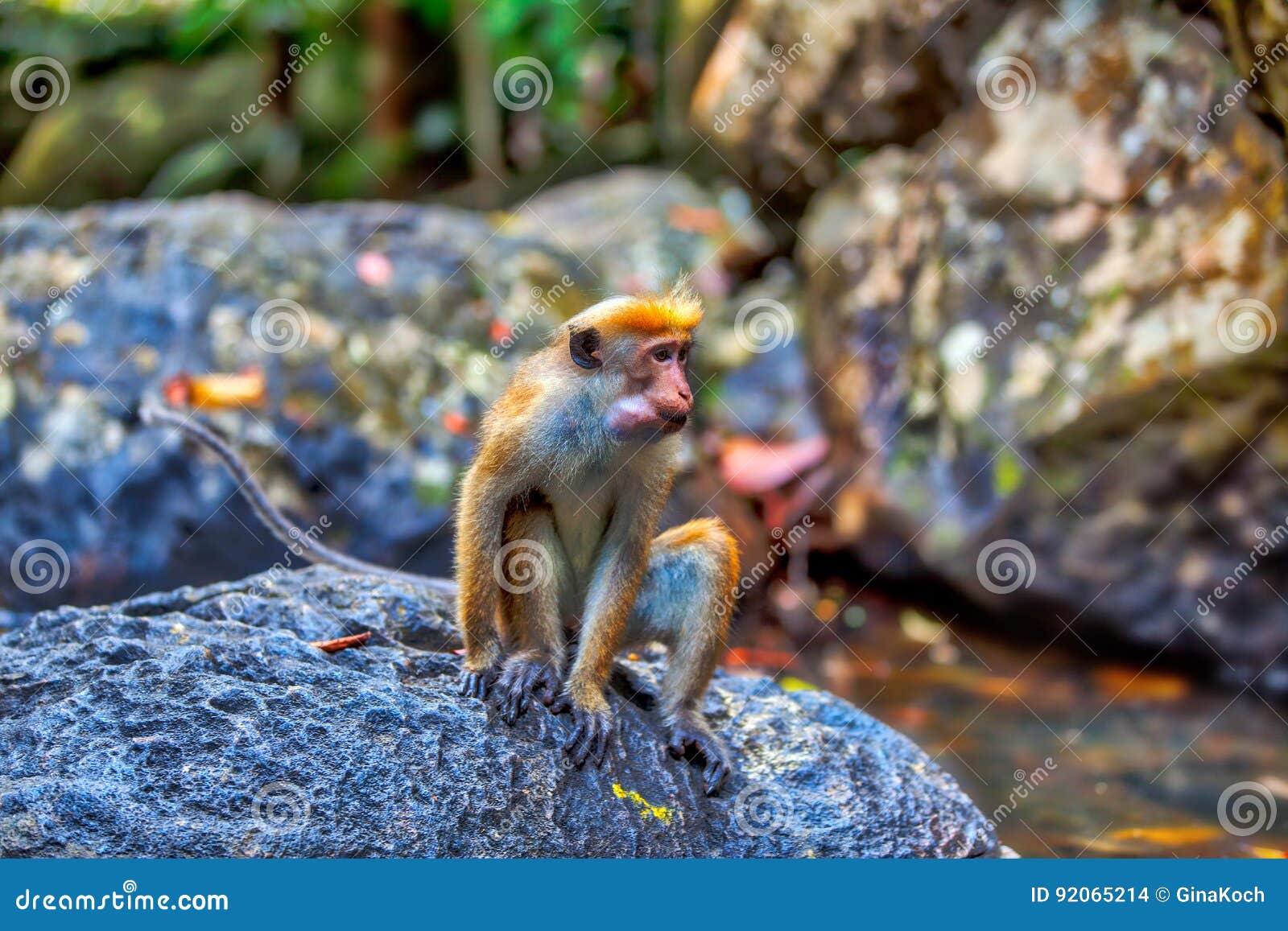 little wilde green monkeys or guenons characterize the landscape of the rainforests