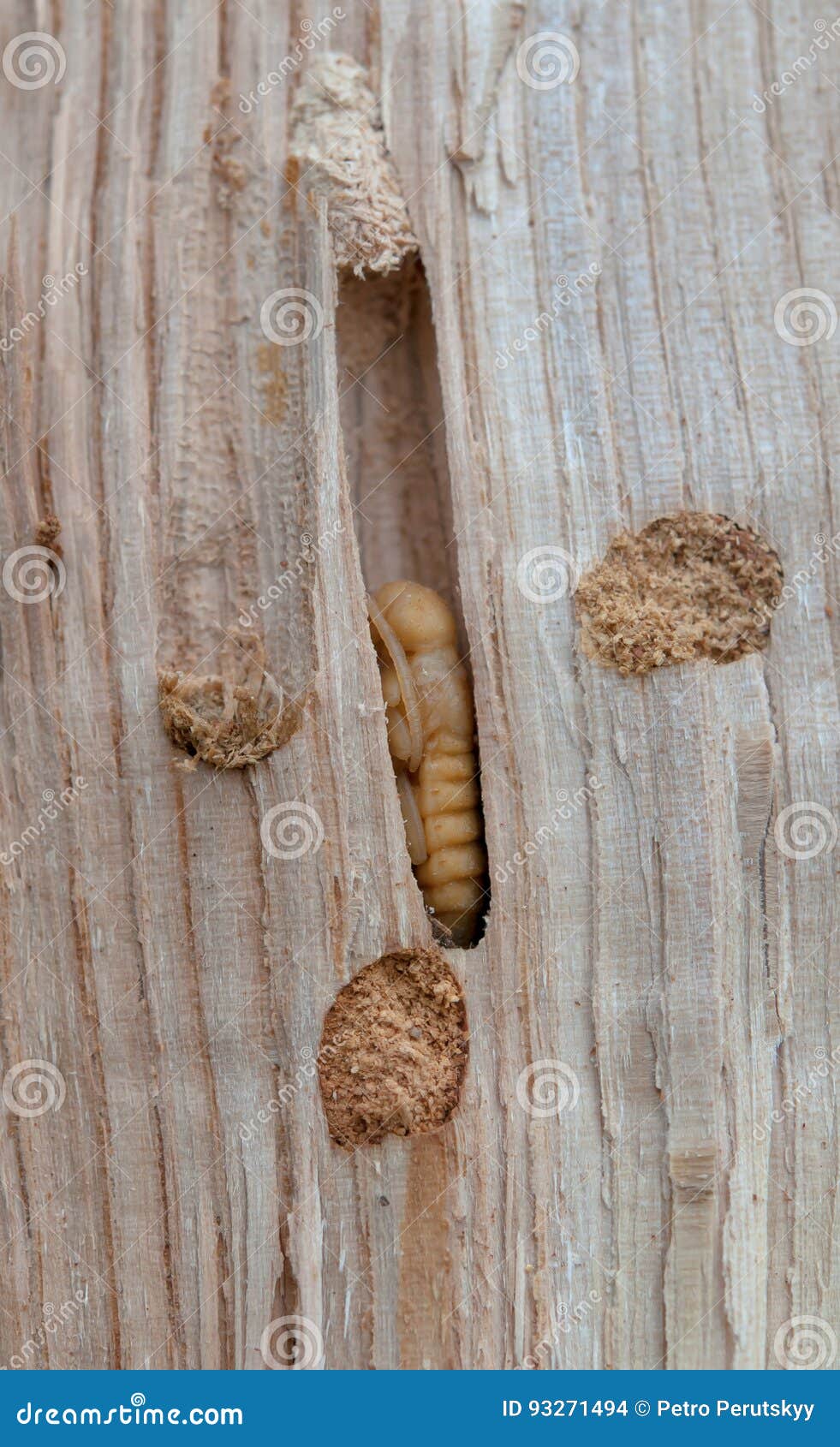 Little woodworm stock photo. Image of anobium, harm, larva 93271494