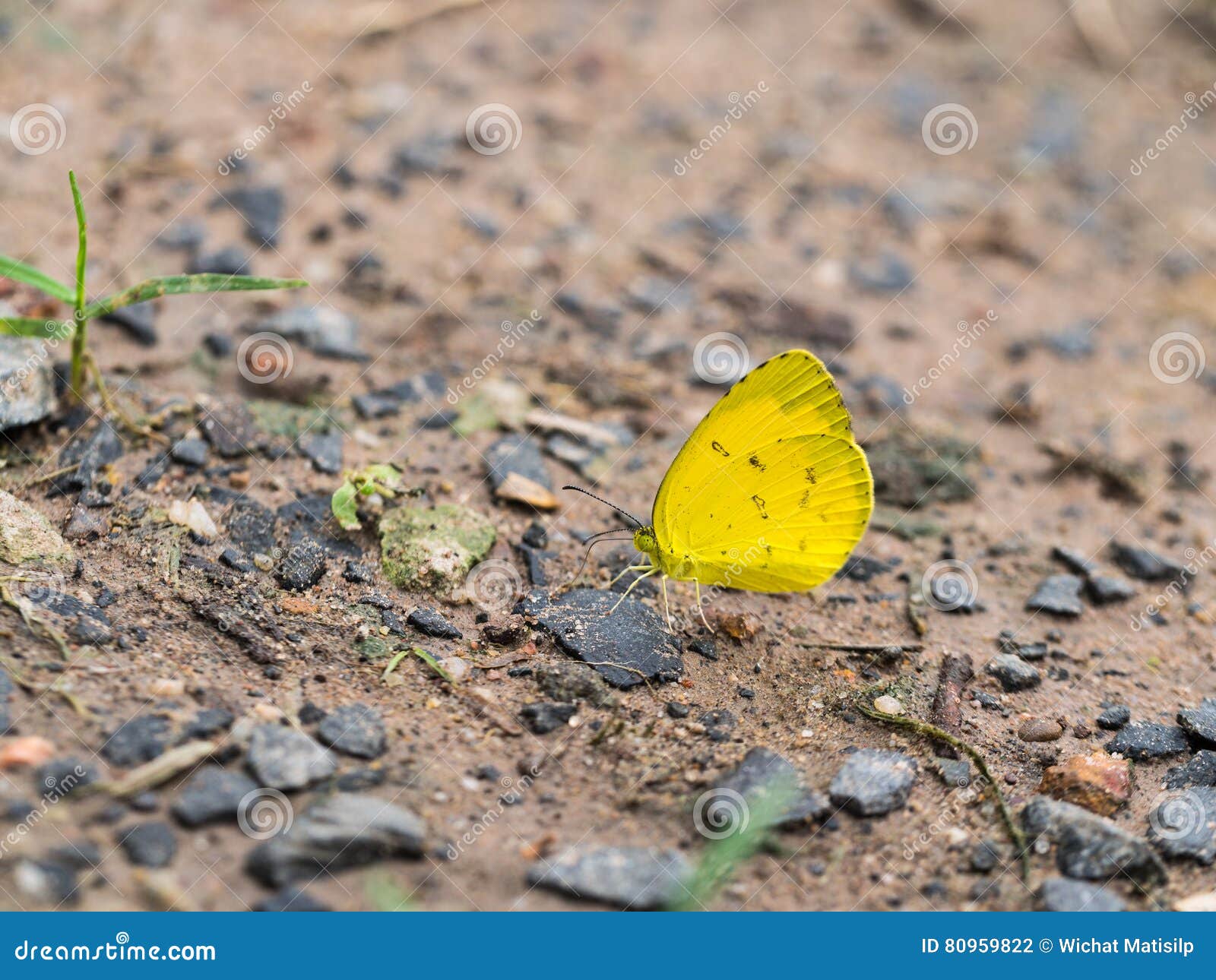 Little Yellow Butterfly stock photo. Image of butterfly 80959822