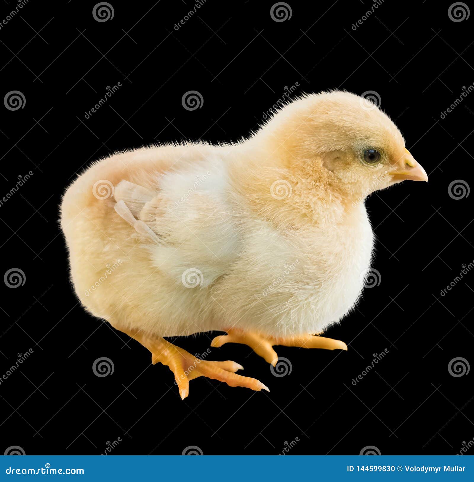 Little Yellow Chicken on Black Isolate Background. Growing and Selling