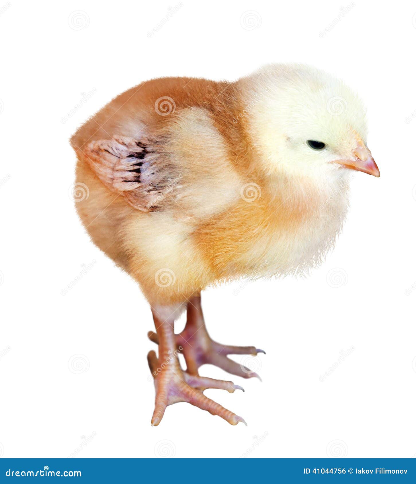 Little yellow chicken stock photo. Image of chick, newborn 41044756