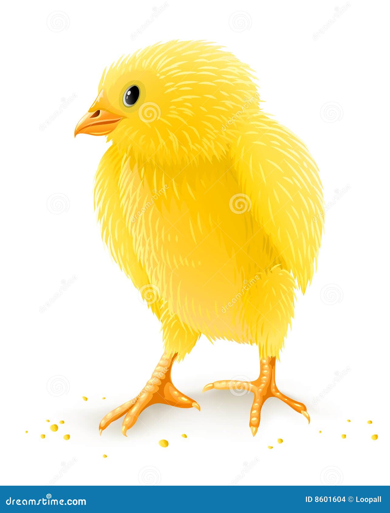 Little Yellow Chicken Isolated Stock Images Image 8601604
