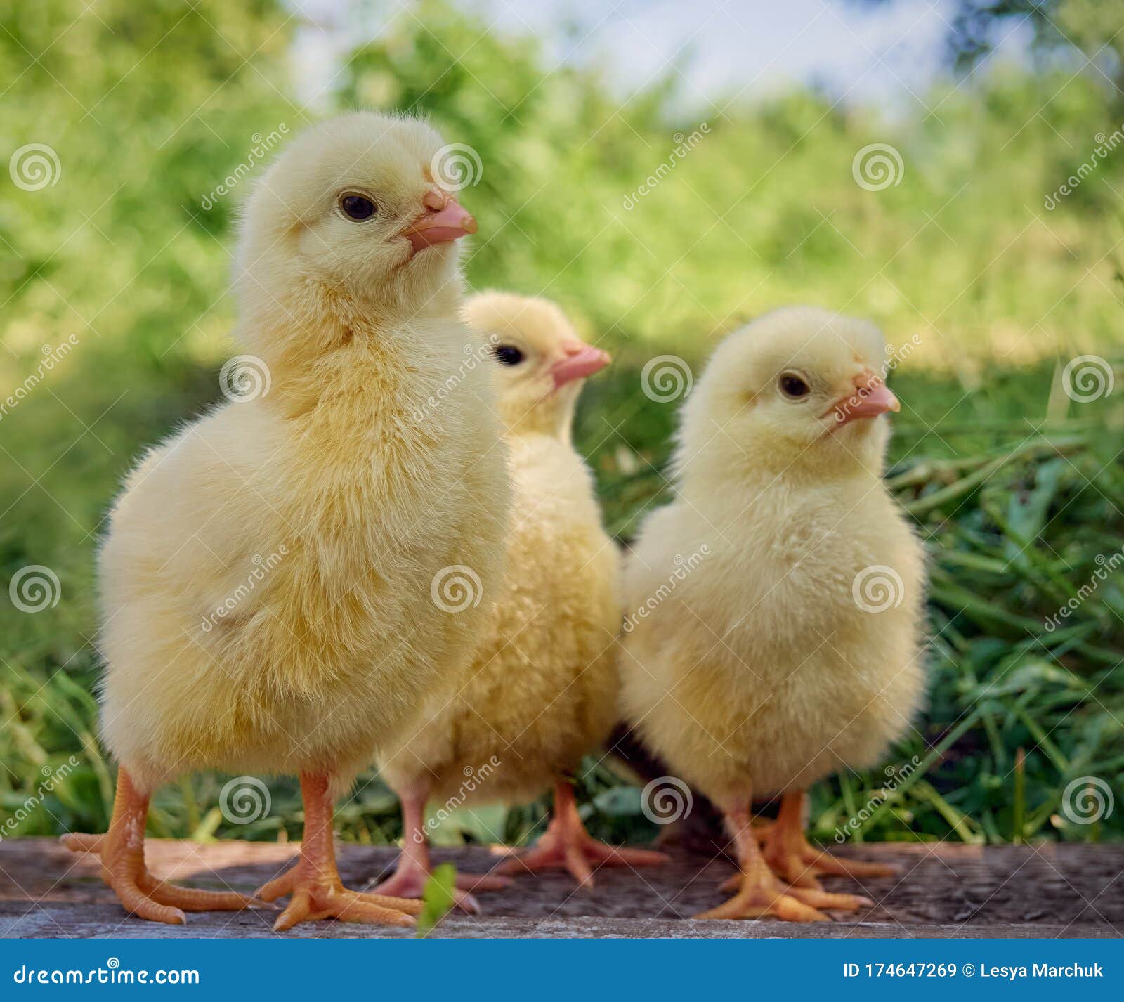 Natural Chicks