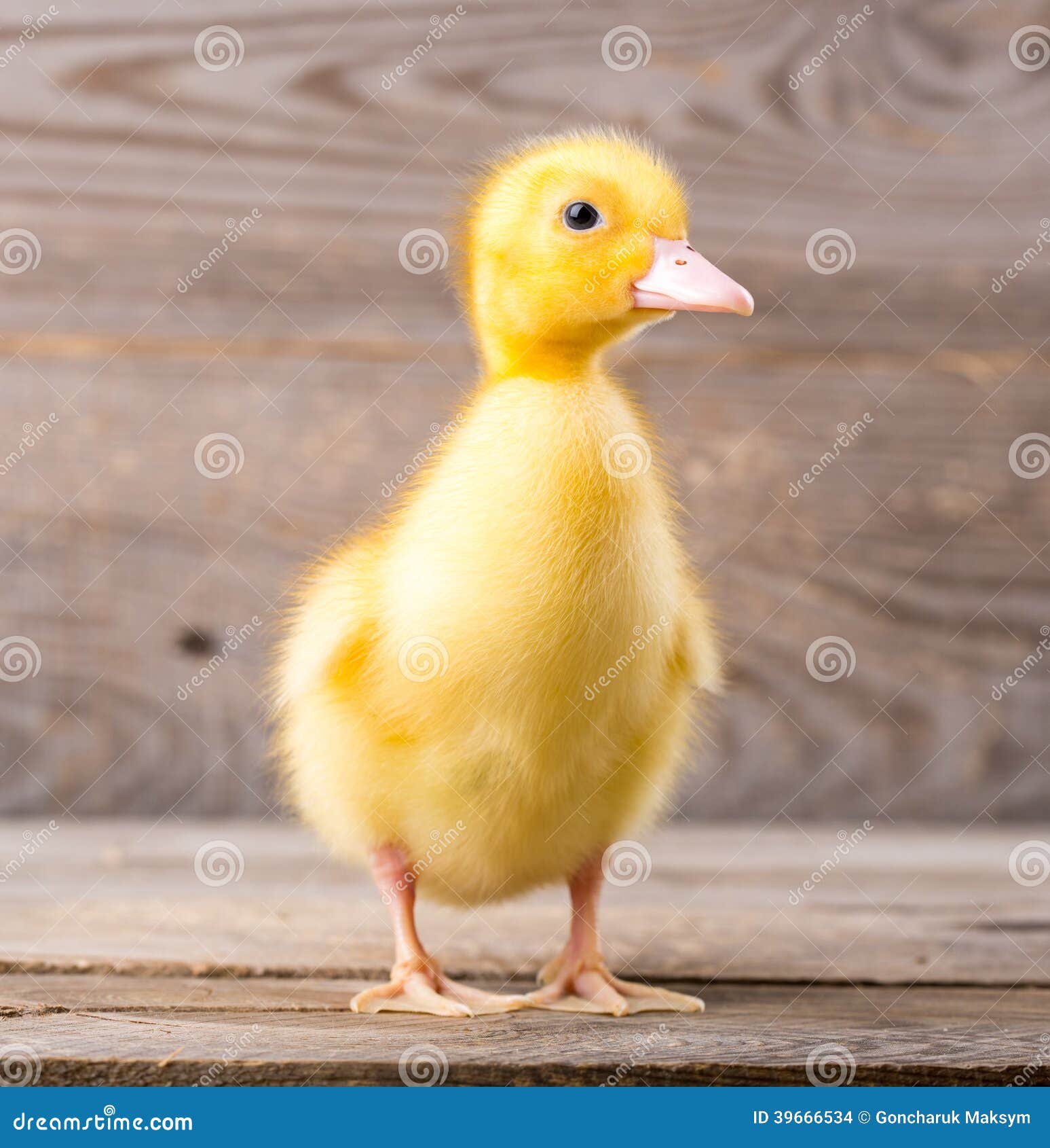 Little yellow duckling stock photo. Image of agriculture 