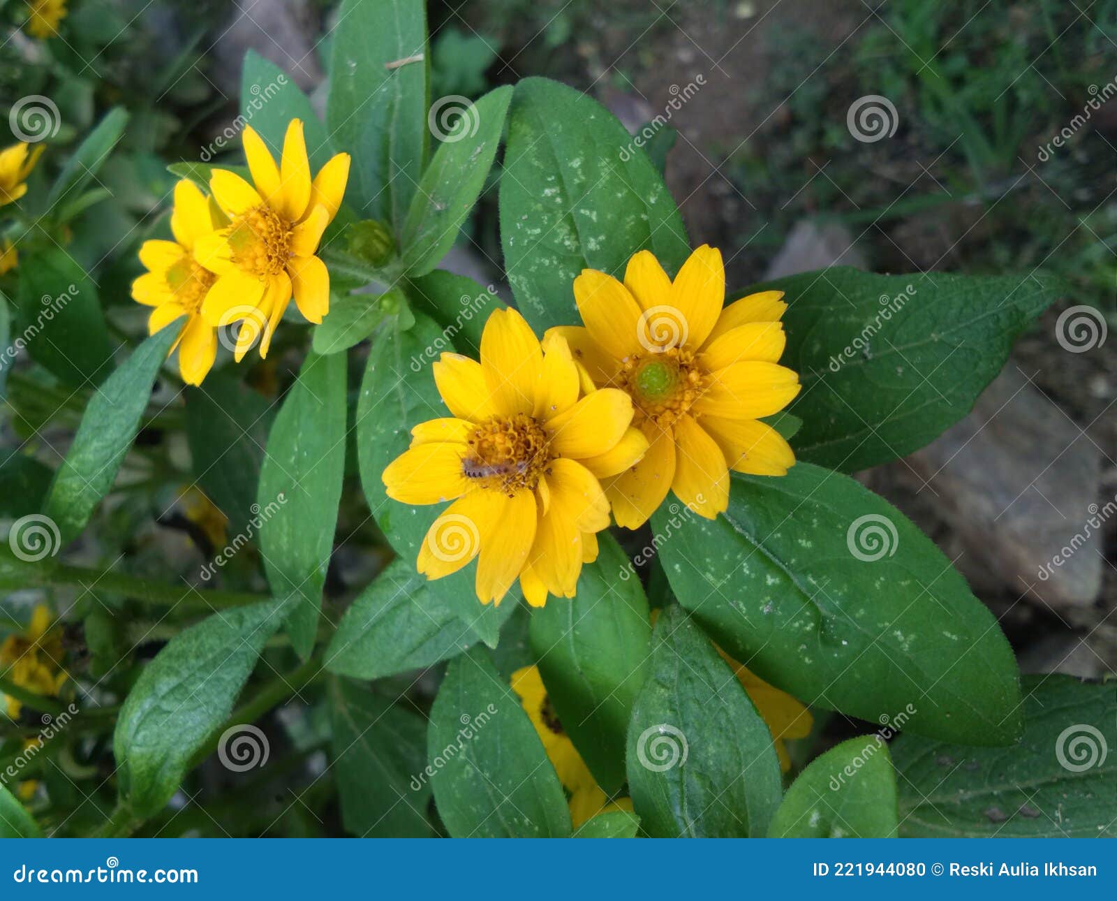 Little yellow floral stock photo. Image of sunflower 221944080