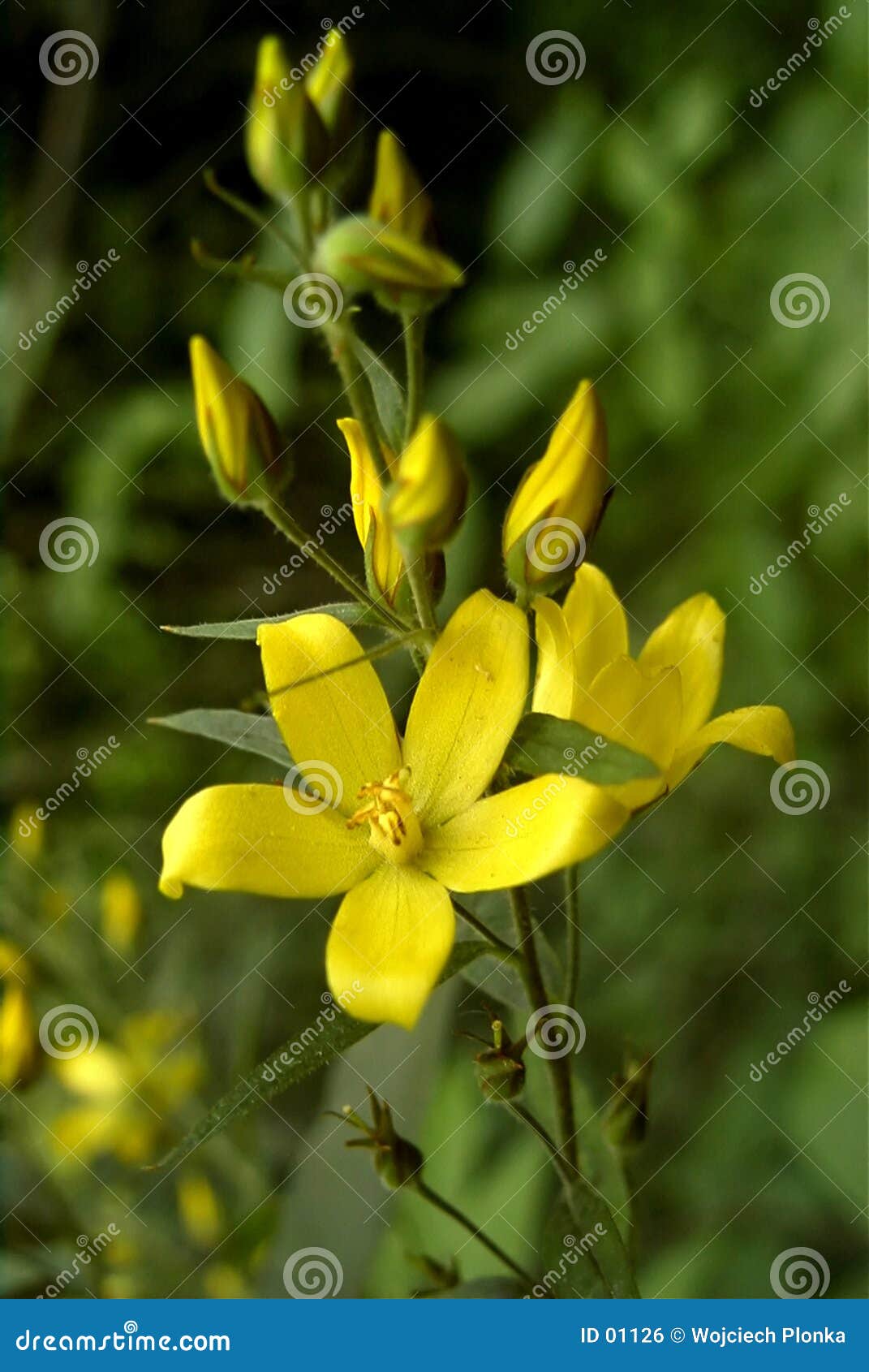 Little yellow flower stock photo. Image of petals, yellow 1126