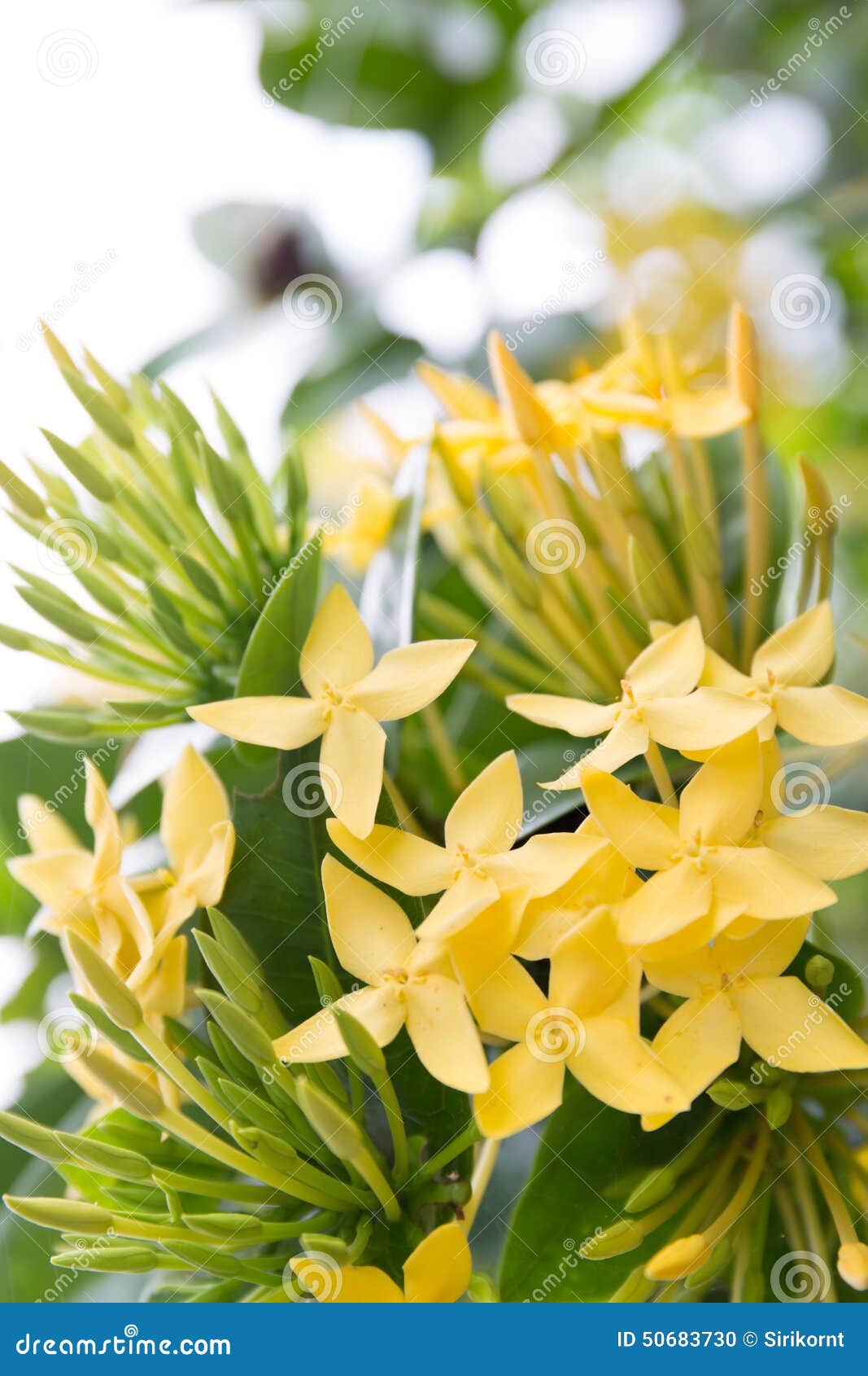 Little yellow flowers stock photo. Image of background 50683730