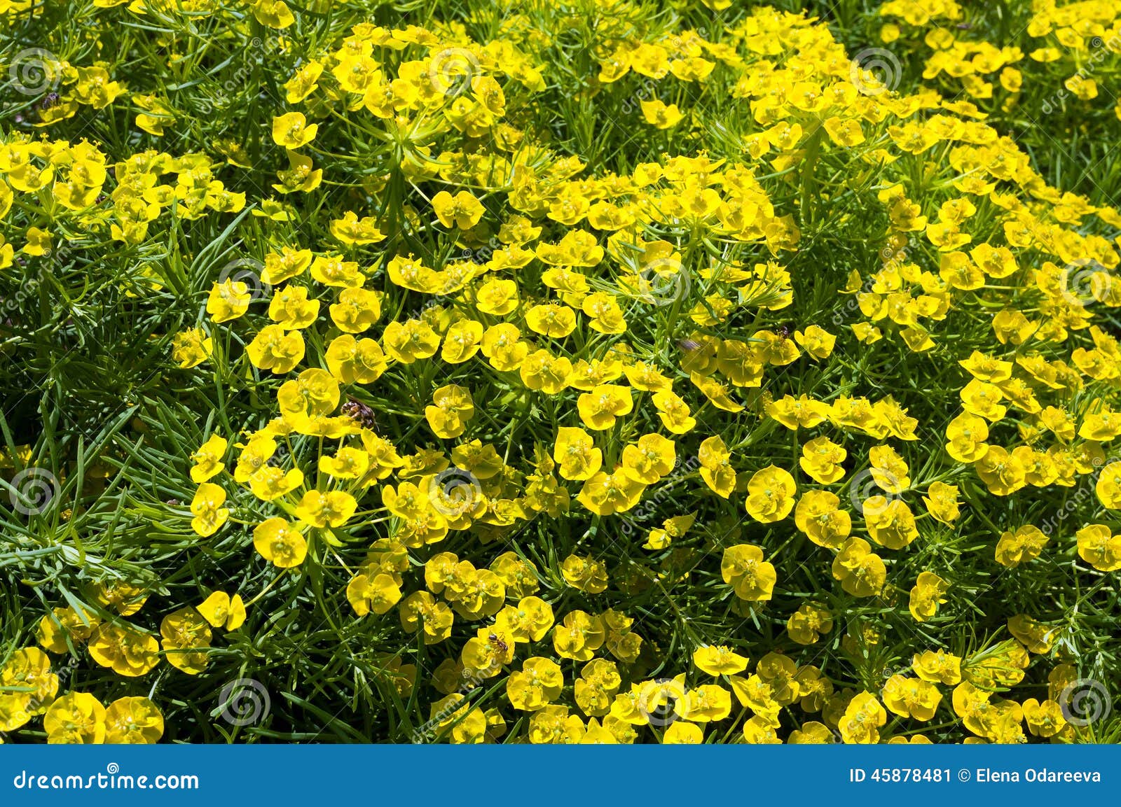 Little yellow flowers stock image. Image of bunch, bouquet 45878481