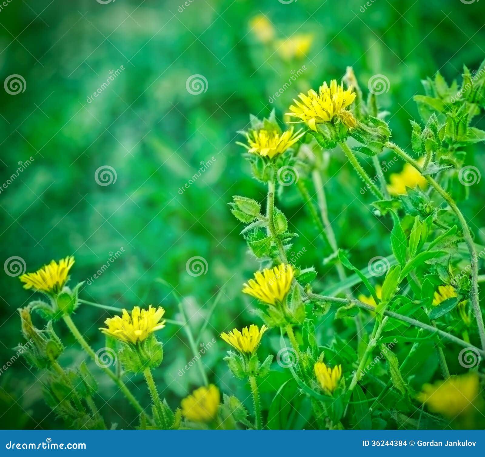 Little yellow flowers stock photo. Image of green, field 36244384