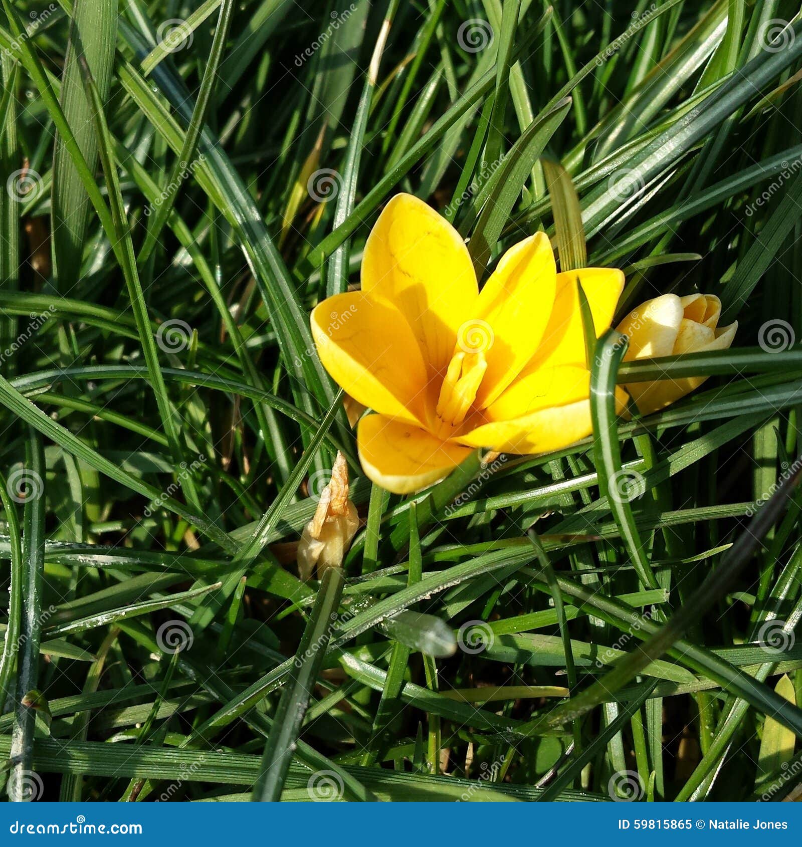 Little Yellow Grass Flower Sunlight Stock Image Image of grass