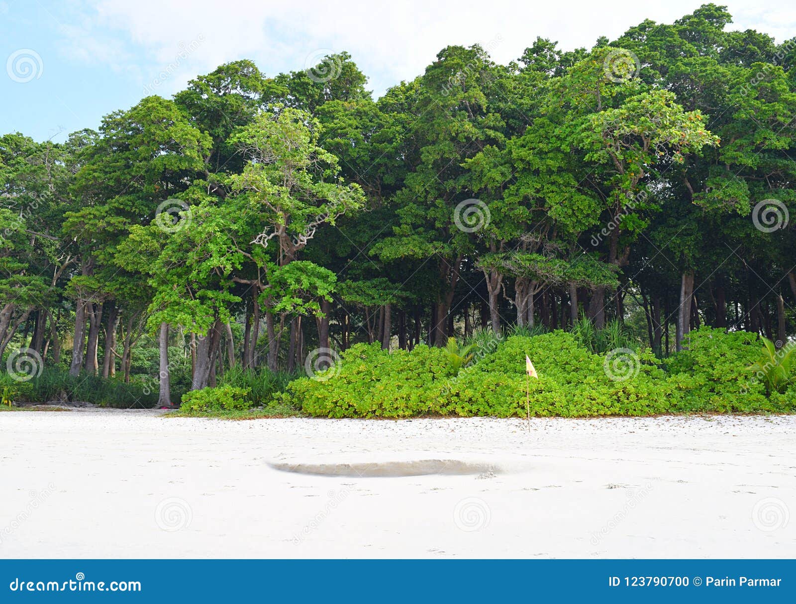 littoral forest with sea mahua trees and lush green vegetation at white sandy beach, andaman islands, india