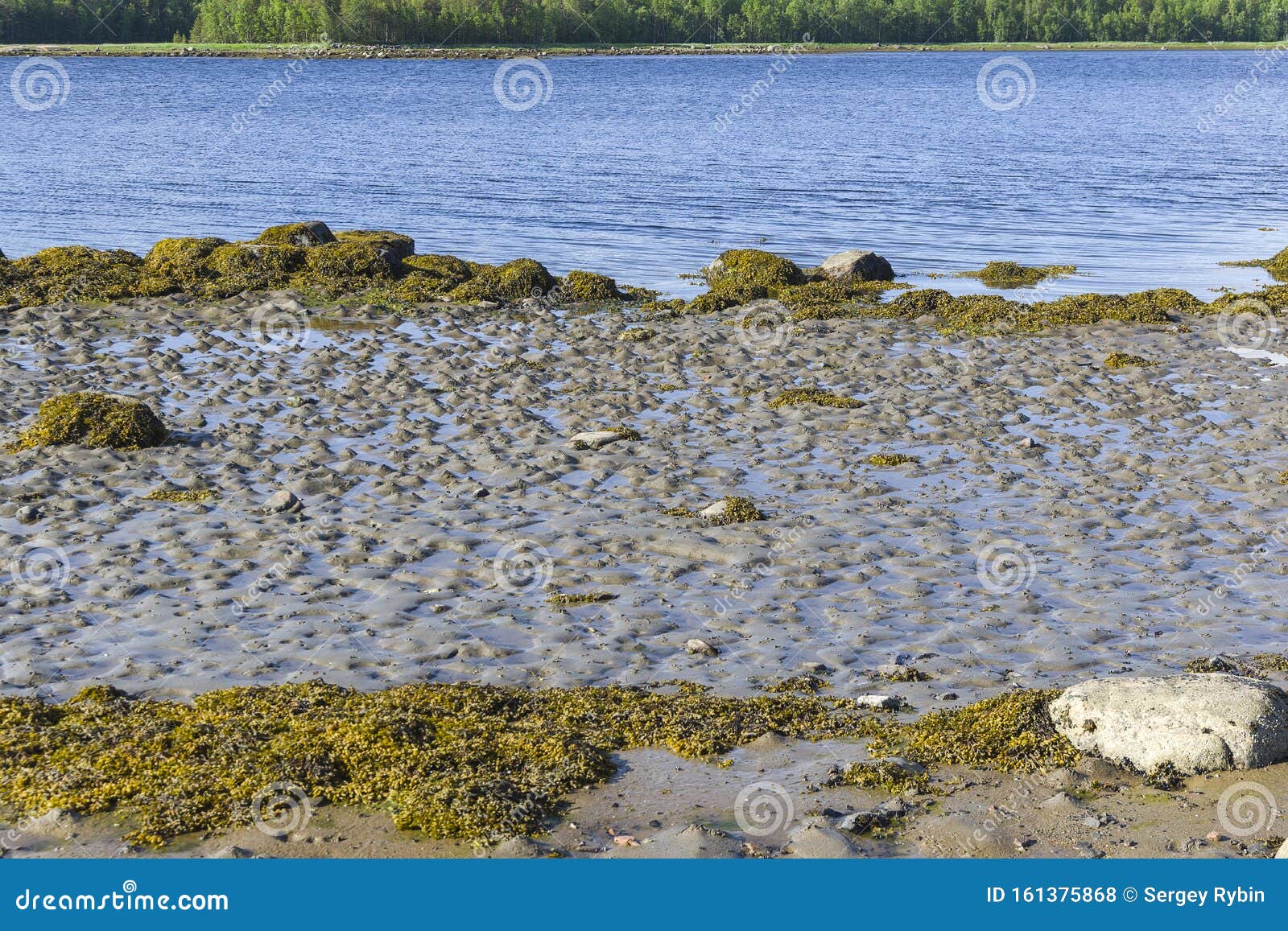 The Littoral Zone At Low Tide Stock Photo Image Of Karelia Horizontal