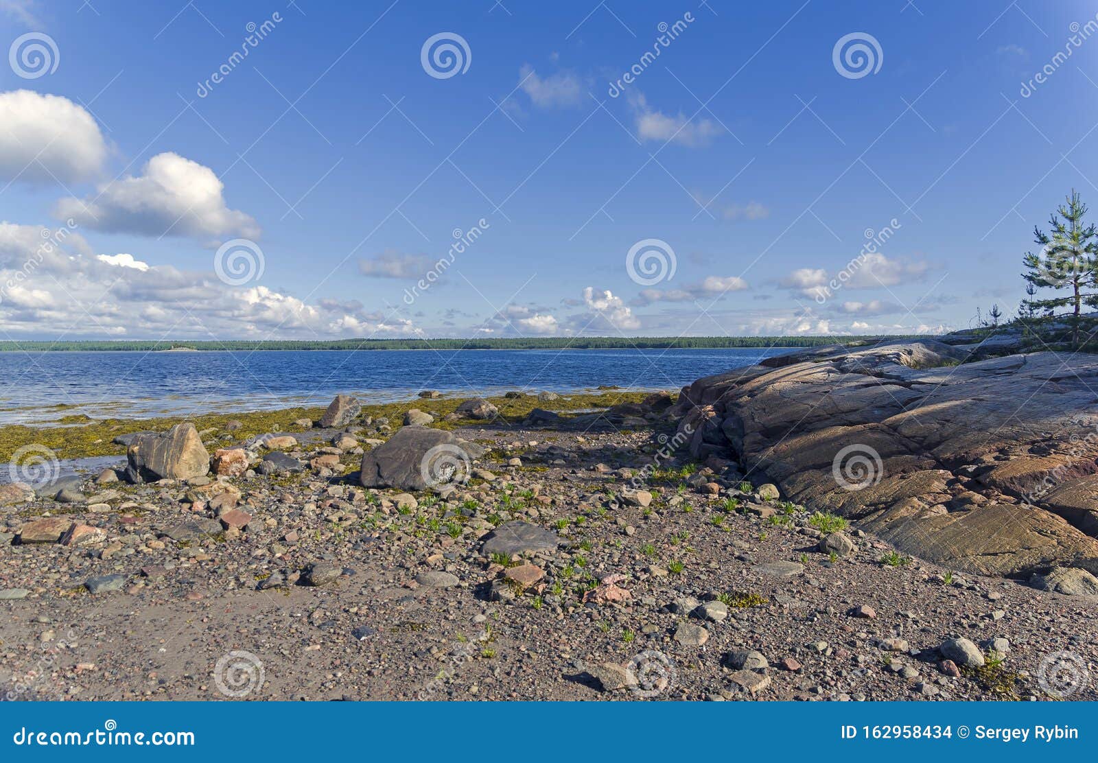 The Littoral Zone At Low Tide Stock Photo Image Of Pine Shoreline