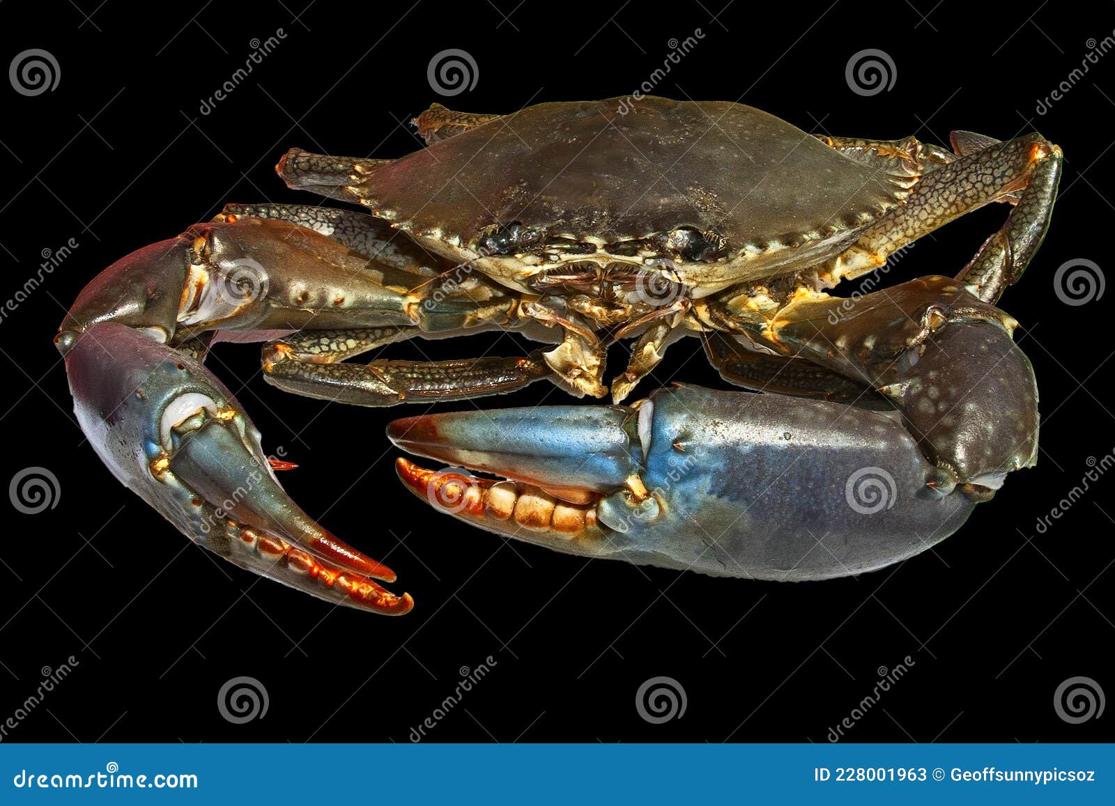 Australian Mud Crab Photos - Free & Royalty-Free Photos from