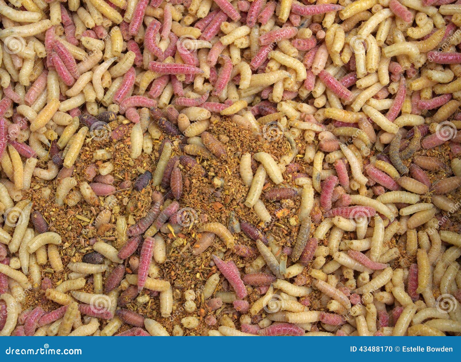 Live Bait Maggots for Fishing Stock Photo - Image of insects