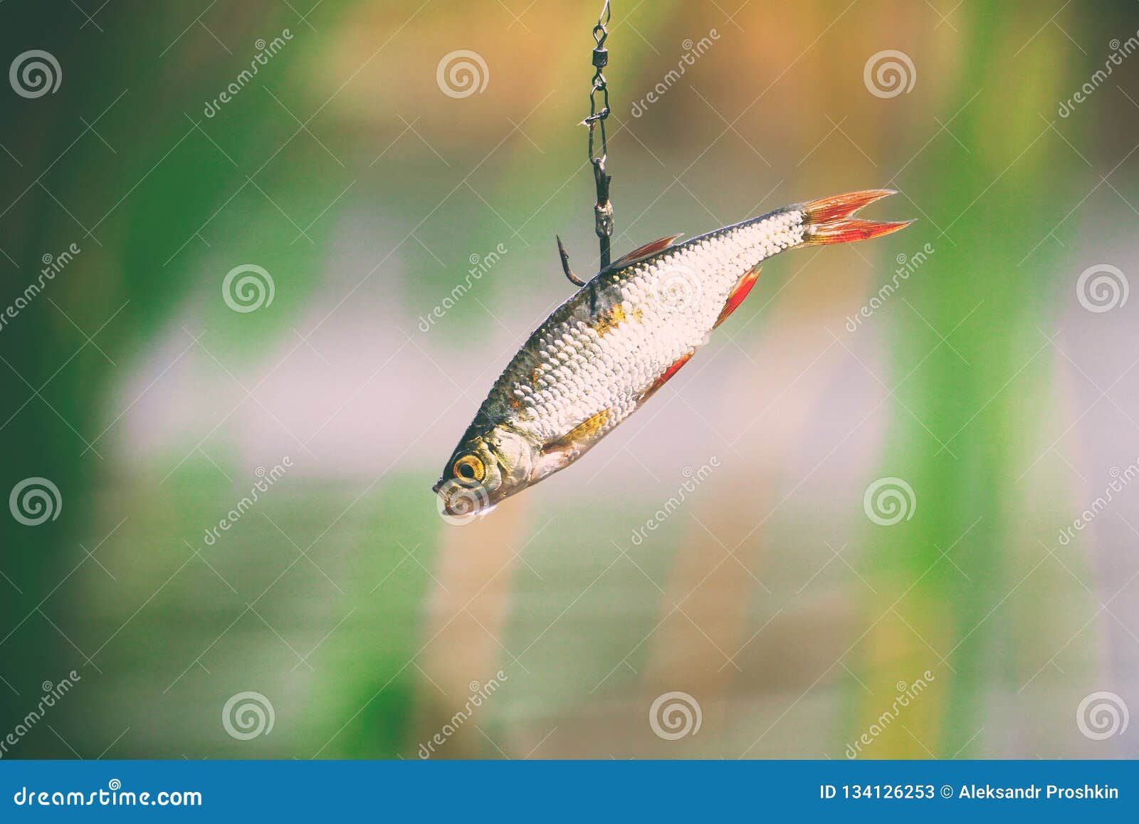Live bait for pike fishing stock image. Image of lake - 134126253