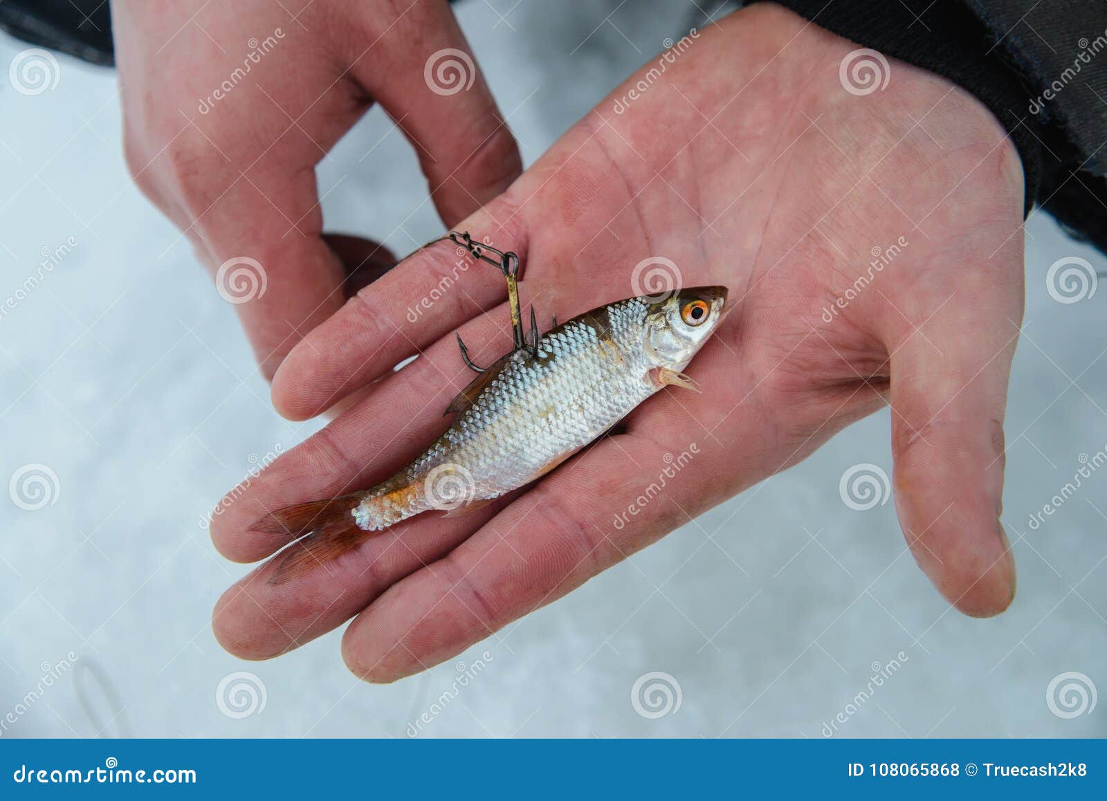 Live Bait for Pike Fissh on Hook Lying on Hand, Winter Ice Fishing Stock  Photo - Image of devising, small: 108065868