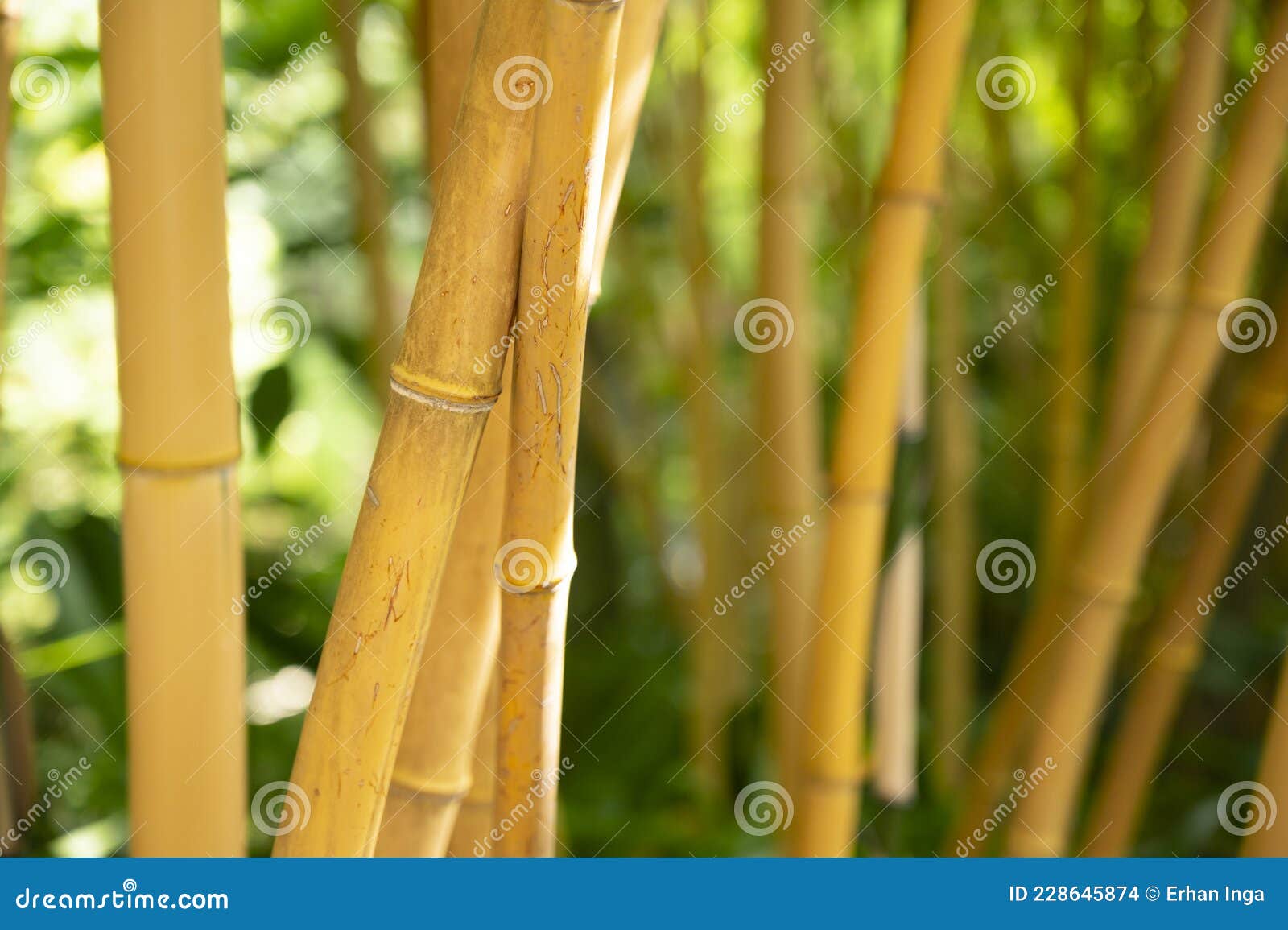 Live Bamboo Stalks, Sticks or Stems. Shallow Depth of Field with Focus