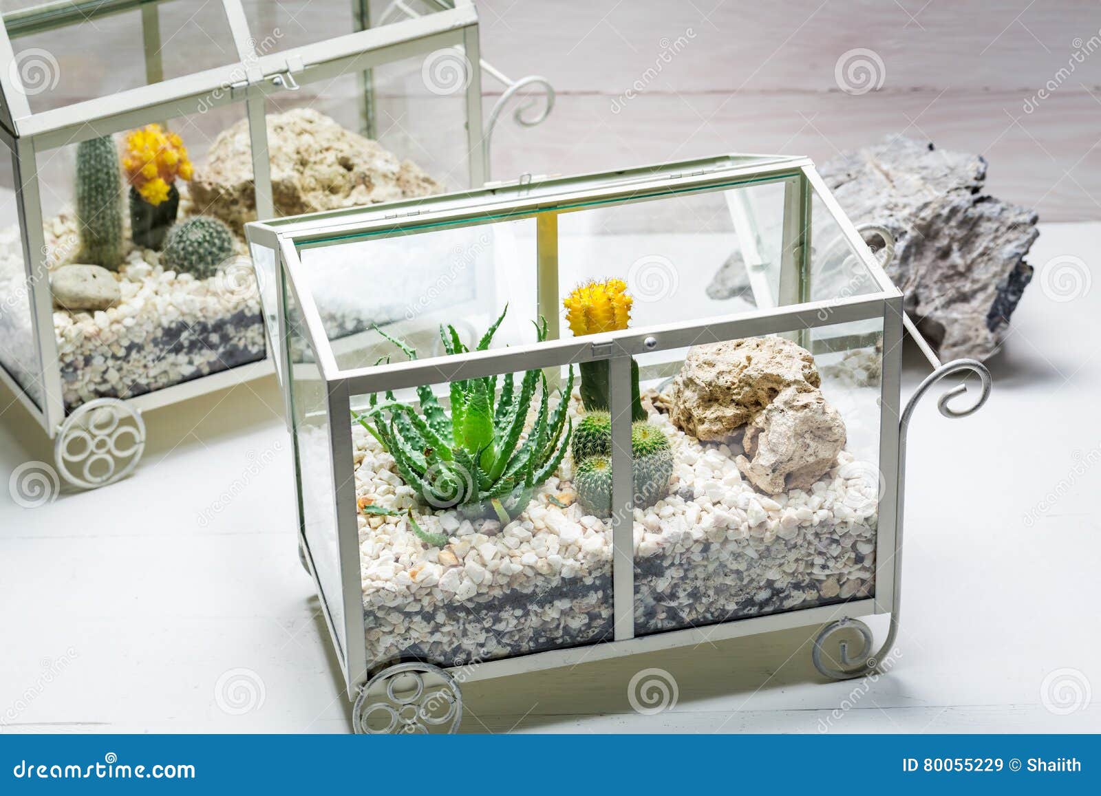 Live Cactus in a Terrarium with Self Ecosystem Stock Image Image of