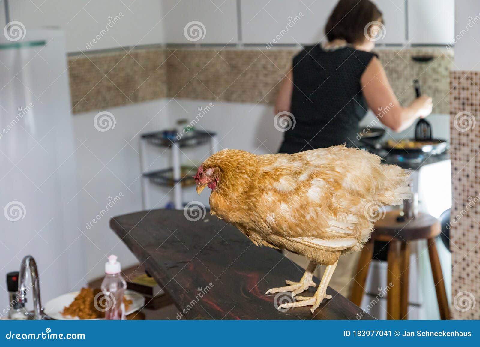 A chicken in the kitchen stock image. Image of fowl 183977041