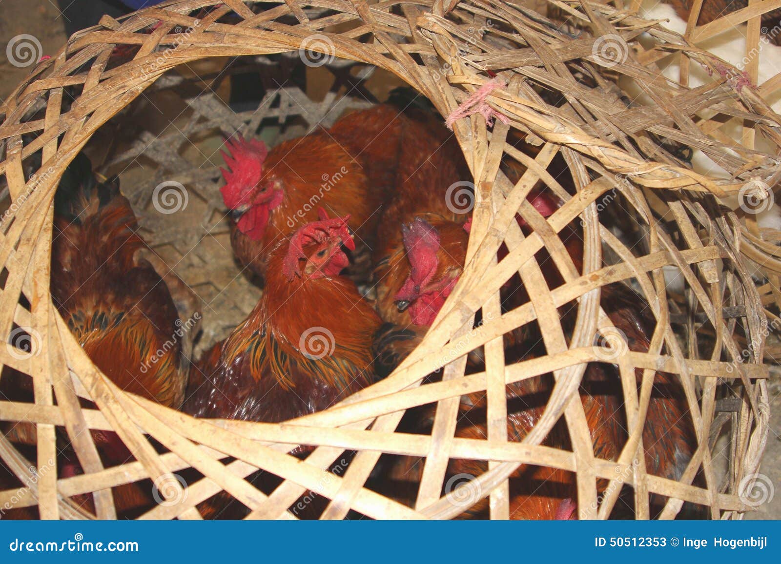 Live Chickens Cause Outbreaks Of Sars, H7N9, H5N8 And H5N1 Viruses Into China, Asia ...