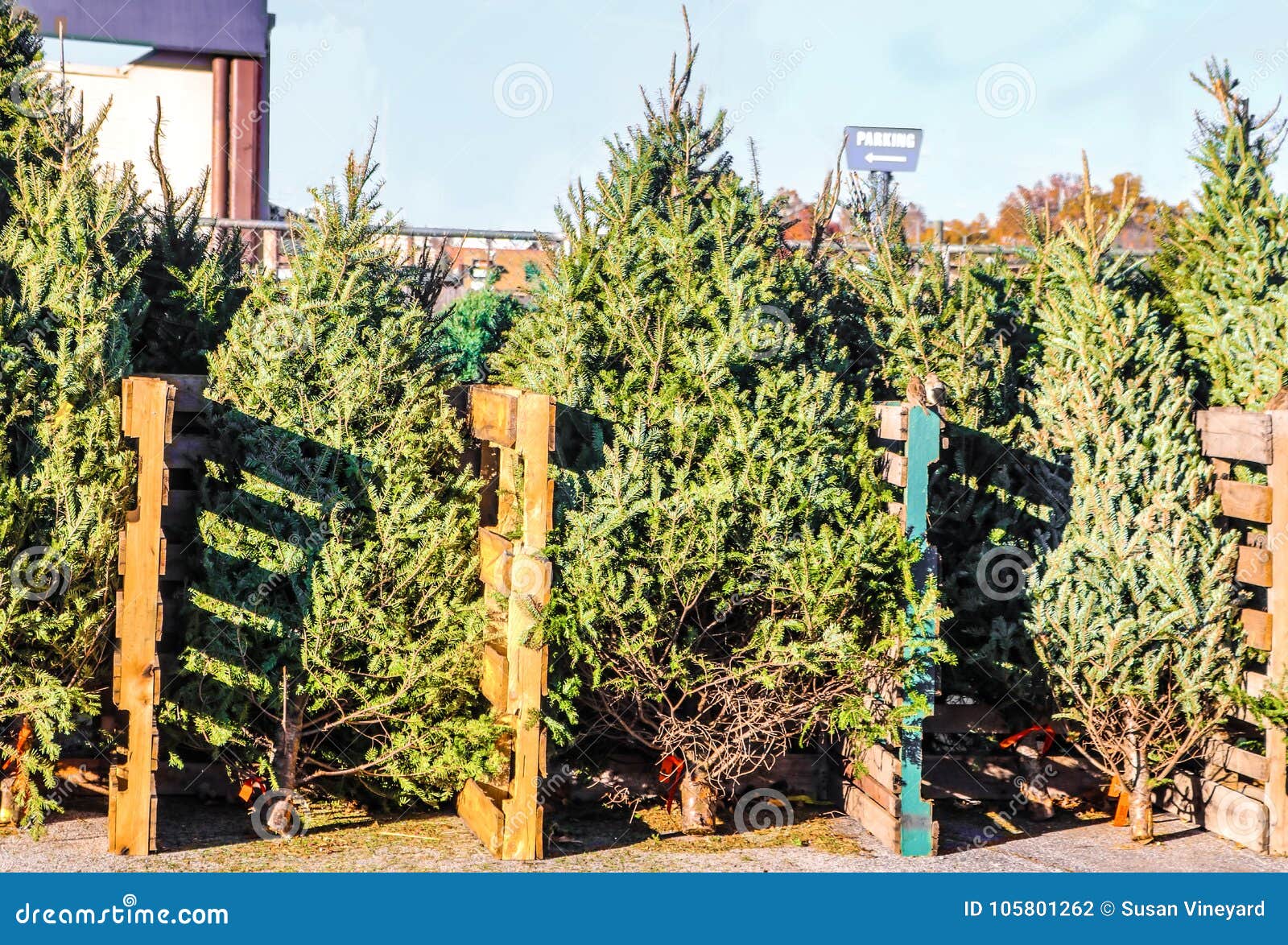 Live Christmas Trees For Sale In A City Lot Arranged According To Size And Type Stock Photo ...